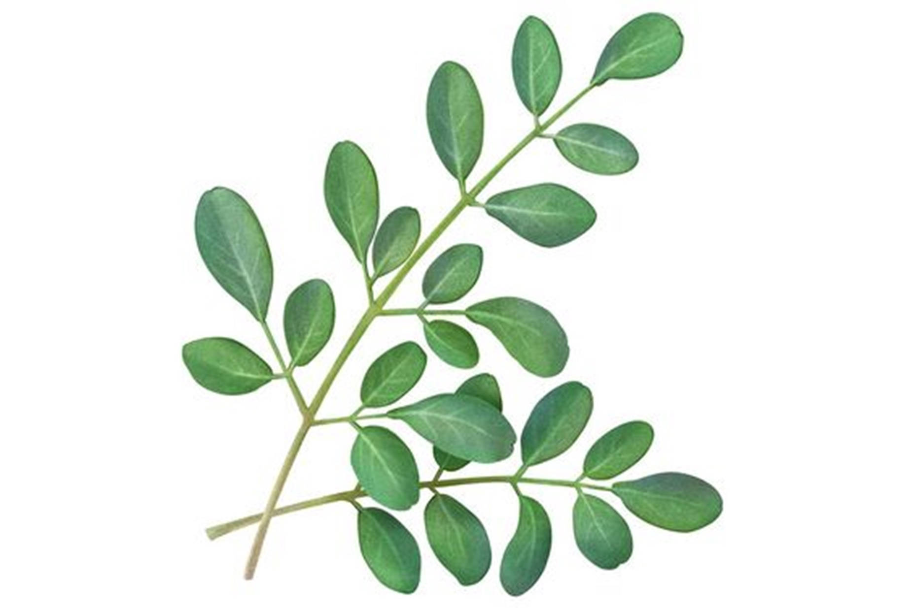 Artificial Moringa Plant Art Background