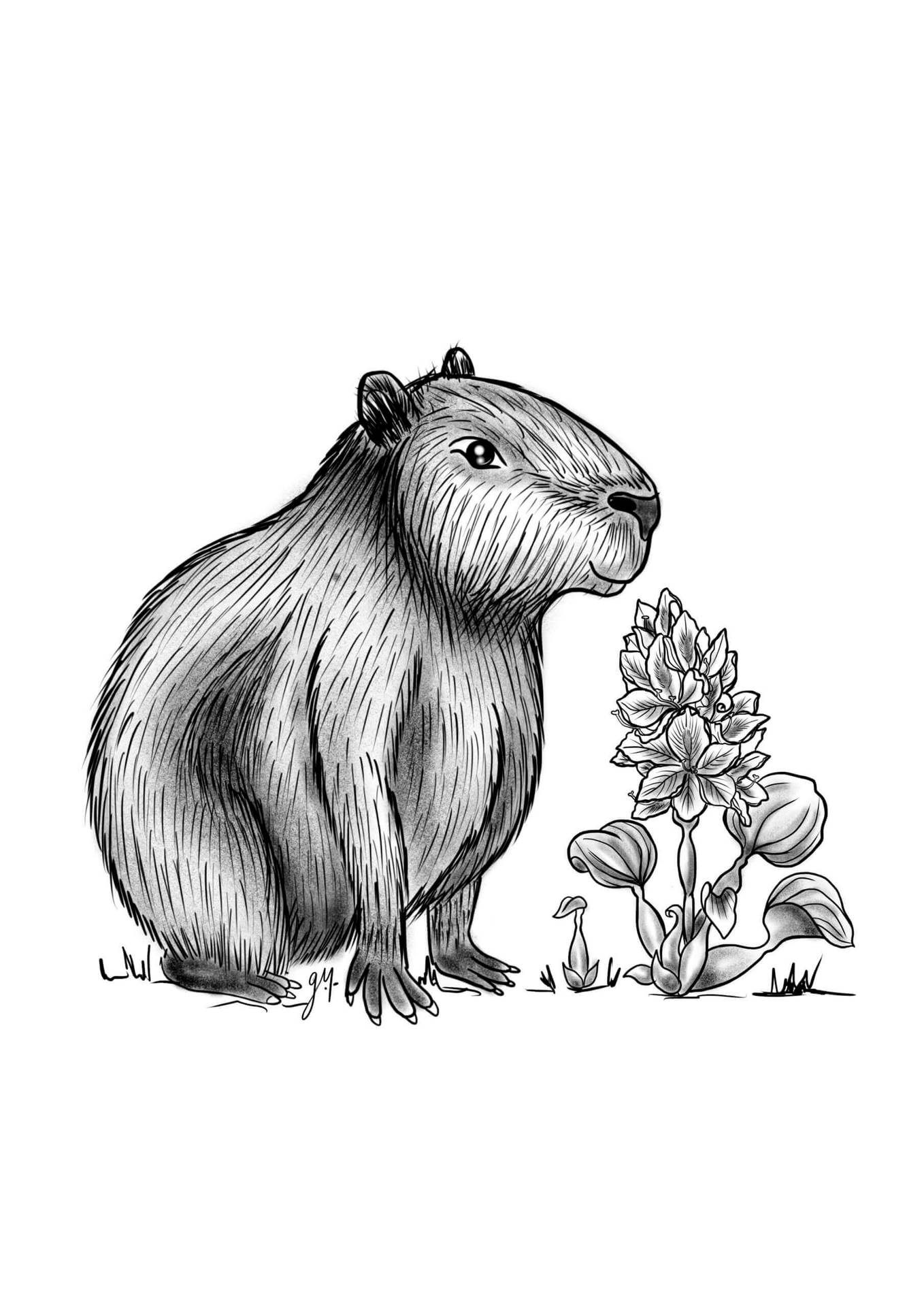 Artistic Capybara Ink Drawing