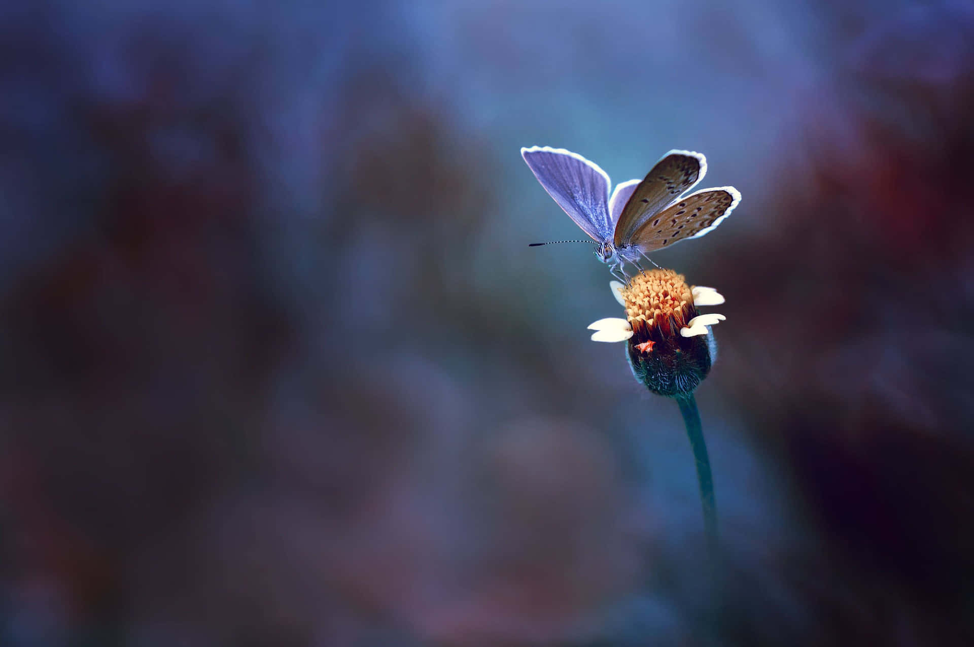 Artistic Flowers And Butterflies Background