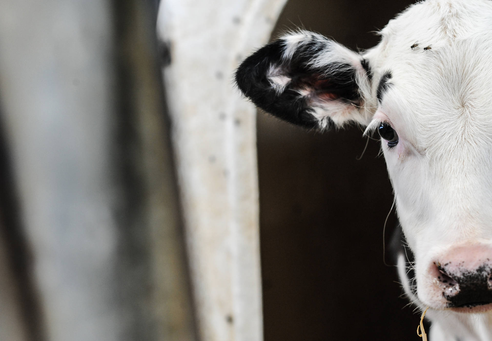 Artistic Snapshot Of A Farm Animal Background