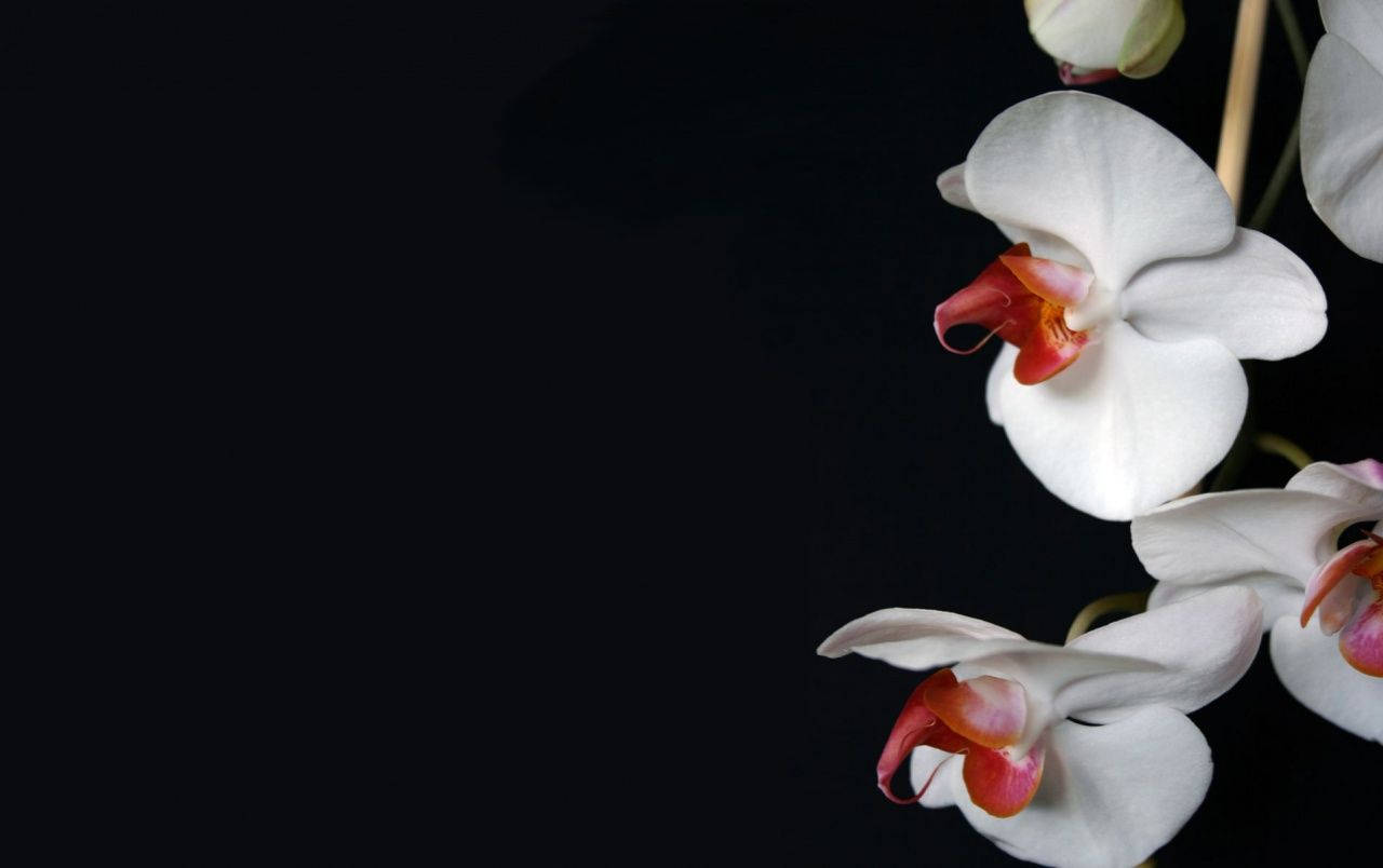 Artistic White Orchid Background