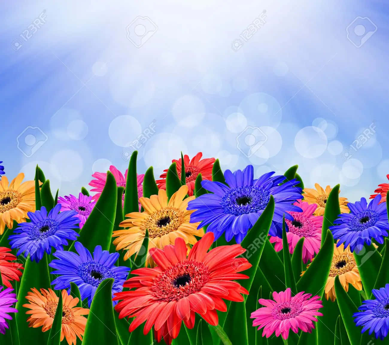 Artwork Colorful Daisies Background