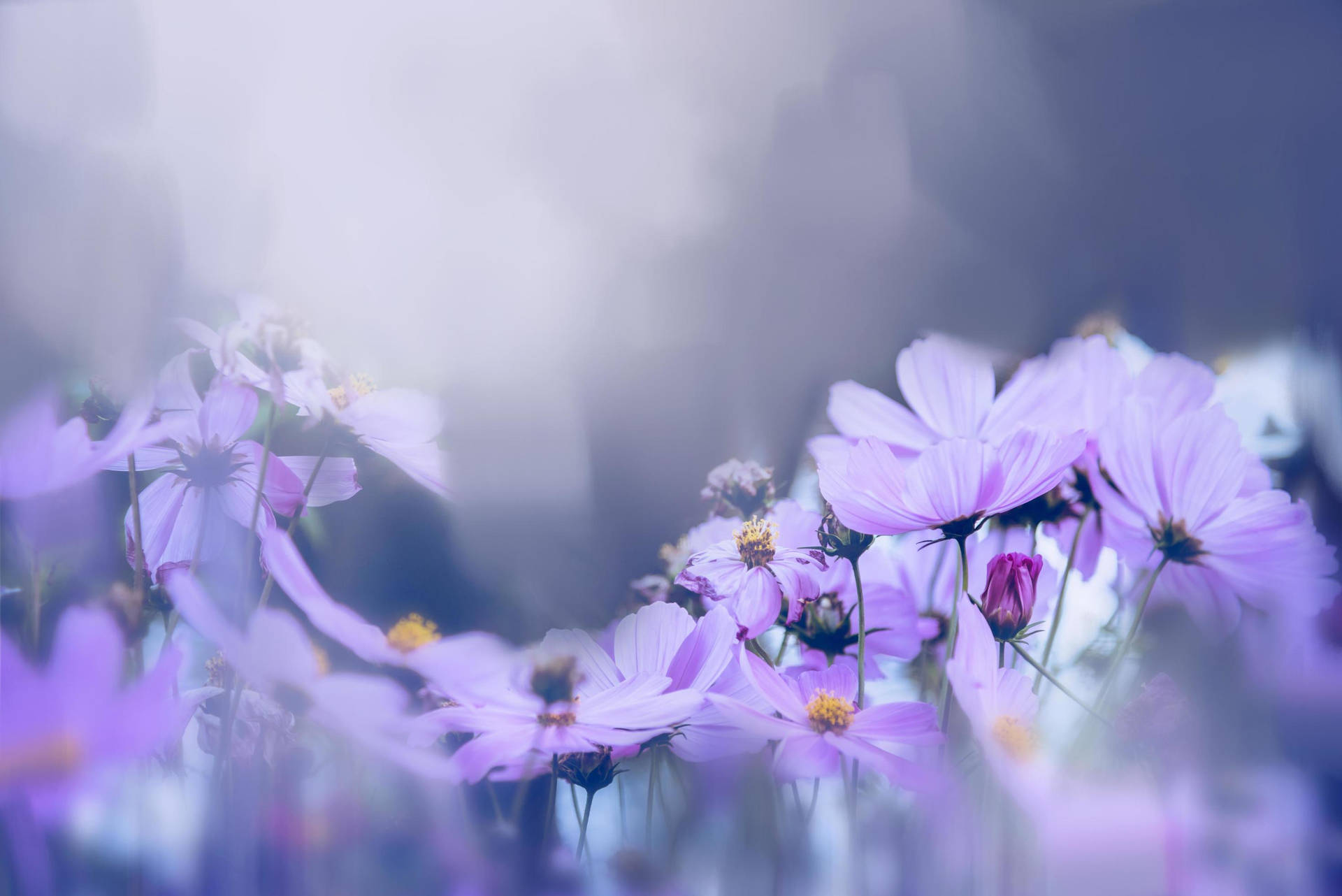 Artwork Of Purple Flower Desktop Background