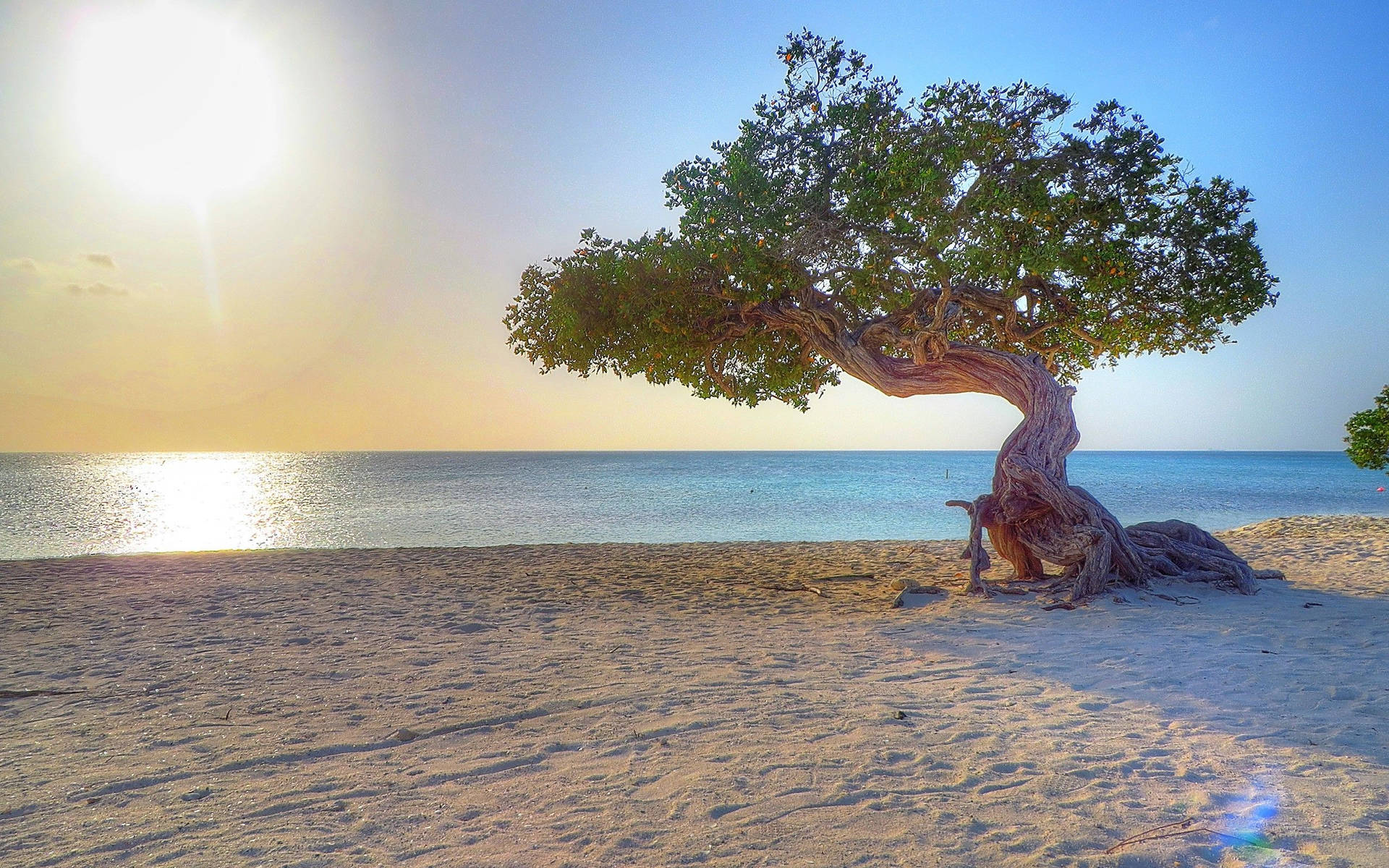 Aruba Beach Tree Background