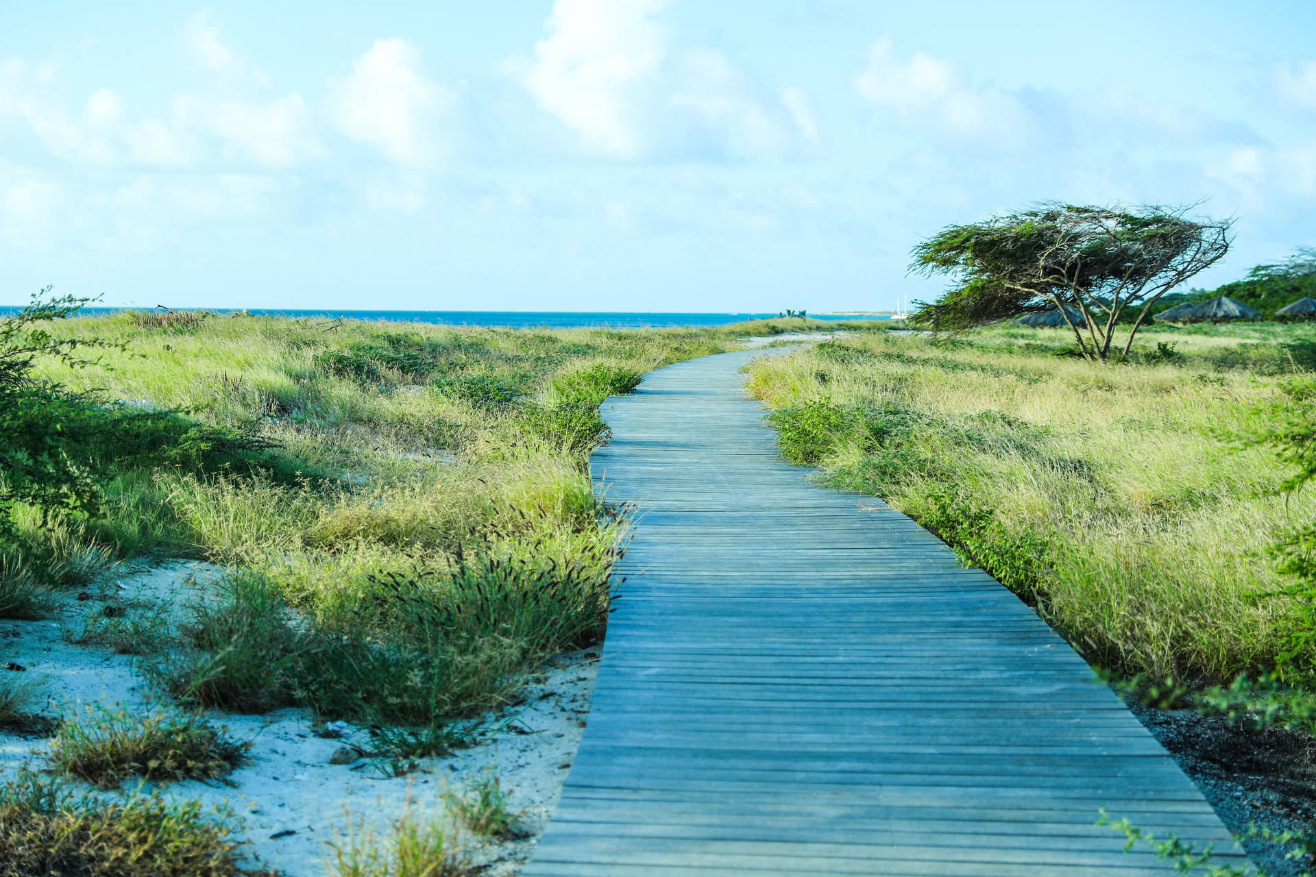 Aruba Boardwalk Landscape Background