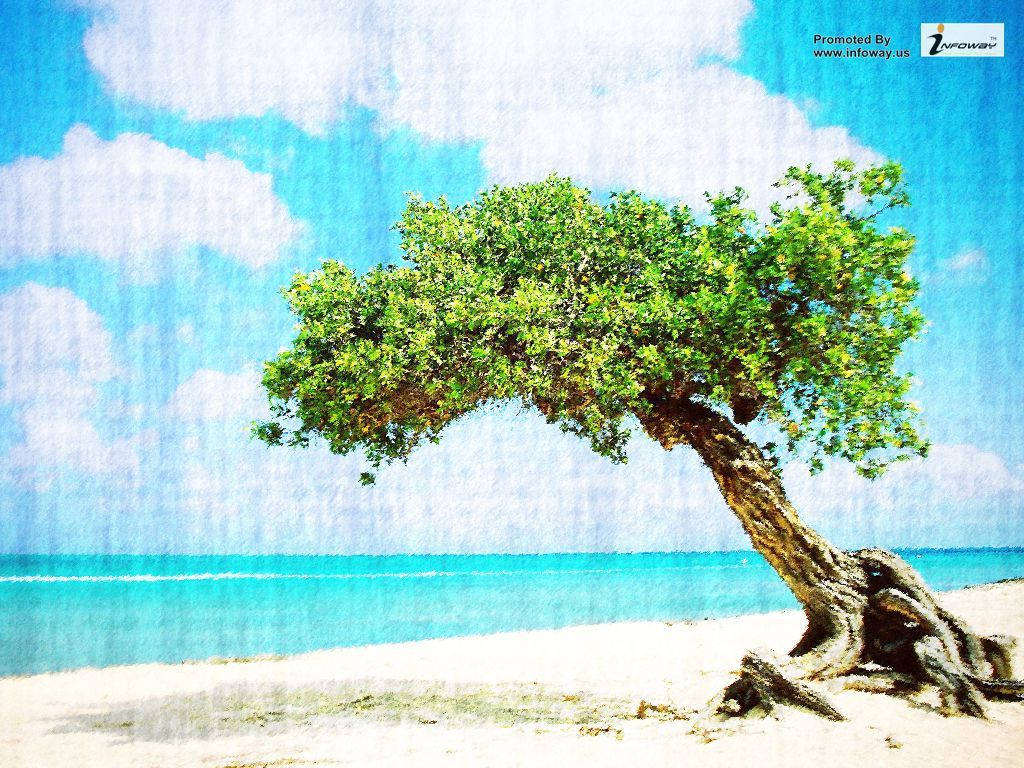 Aruba Divi Divi Tree Painting Background