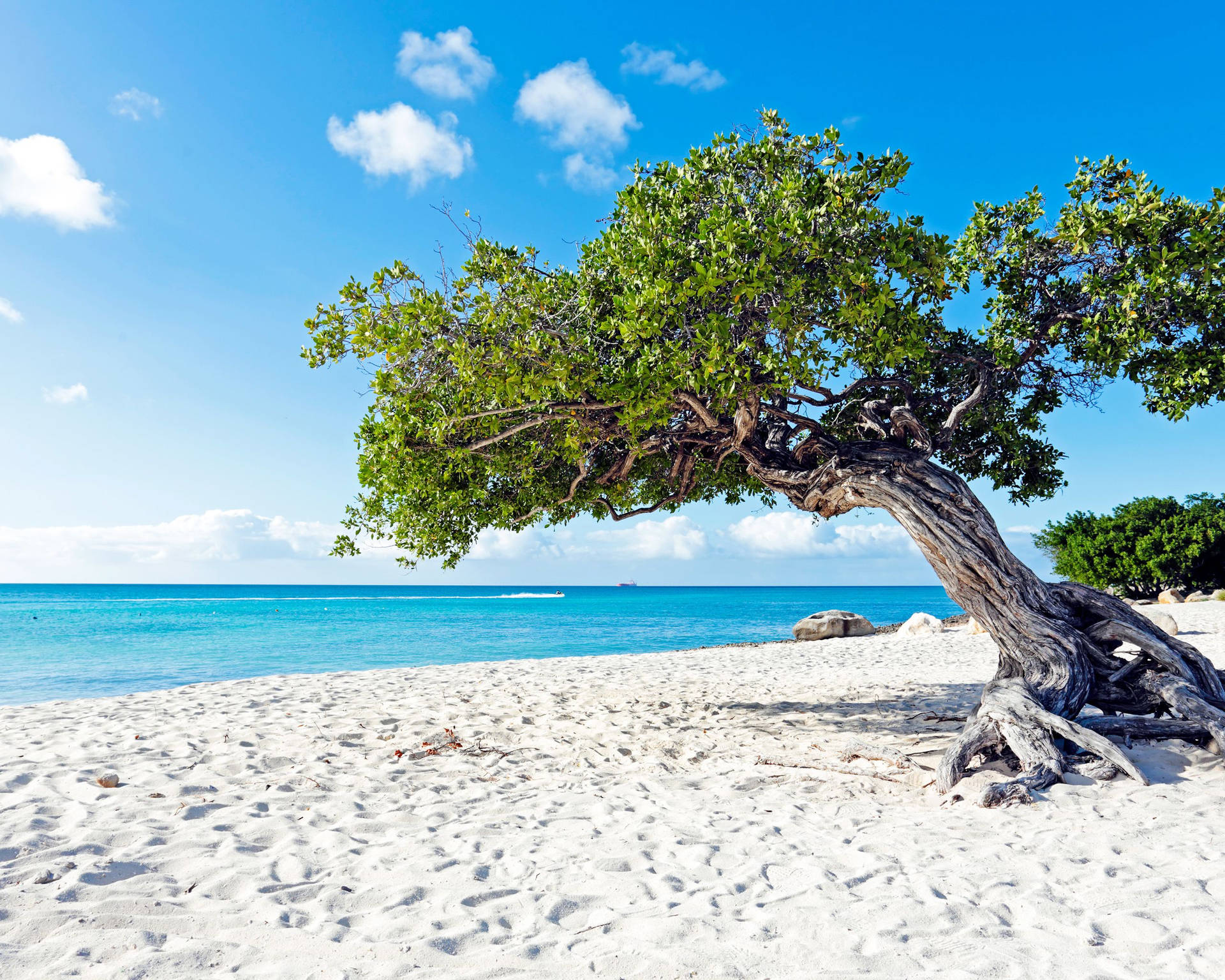 Aruba Divi Tree