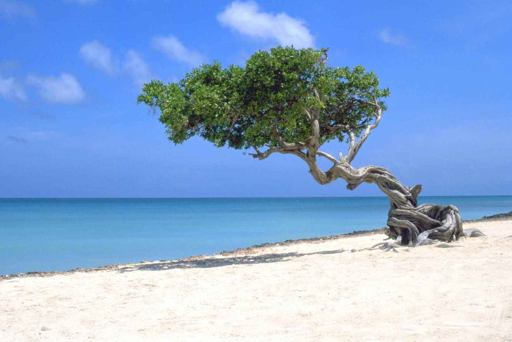 Aruba Eagle Beach Background