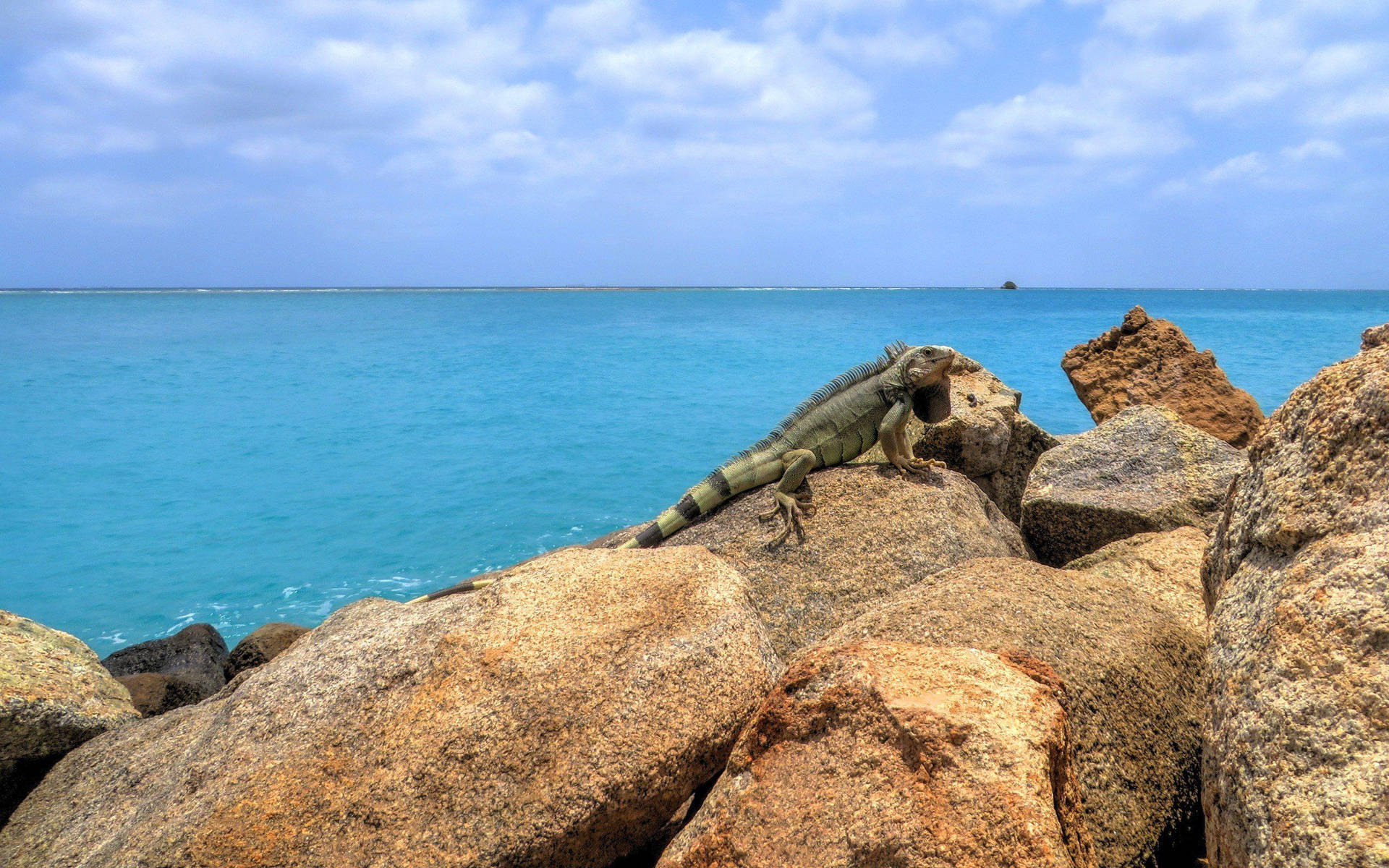 Aruba Green Iguana