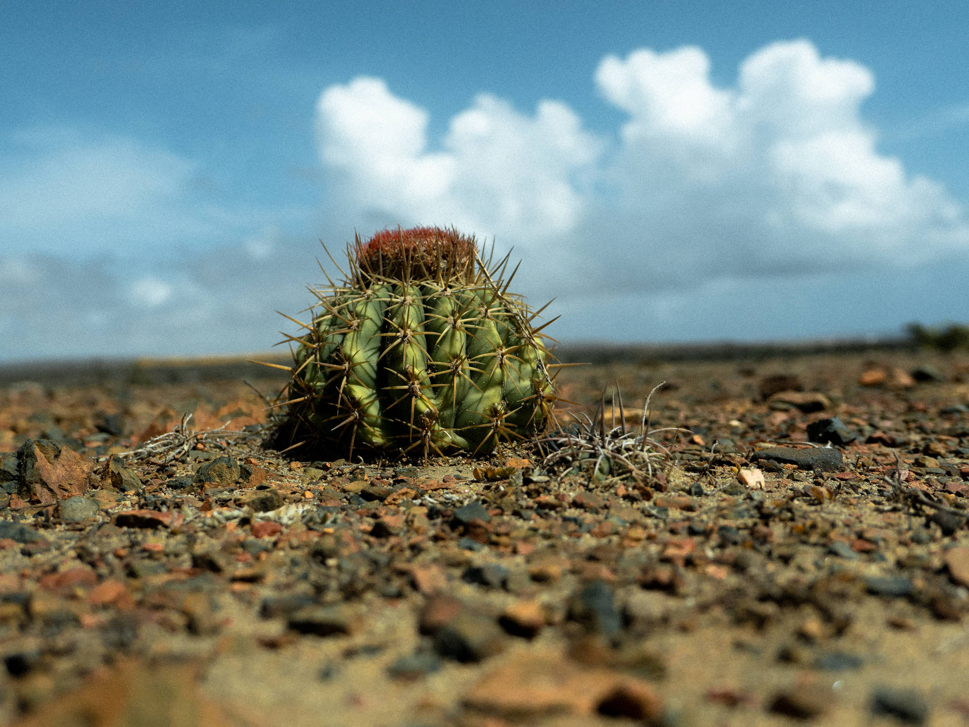 Aruba Melocactus Plant