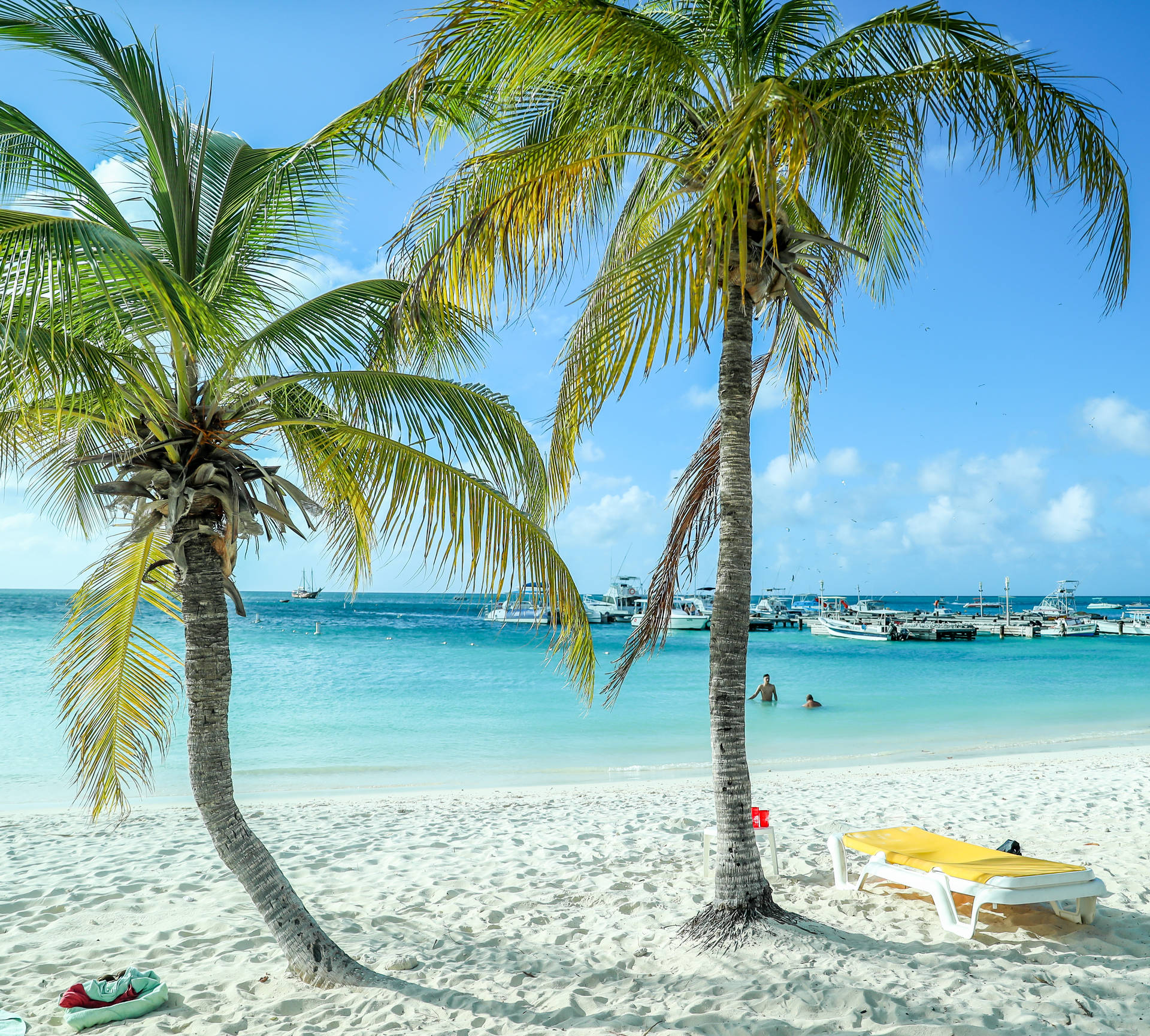 Aruba Palm Trees Background