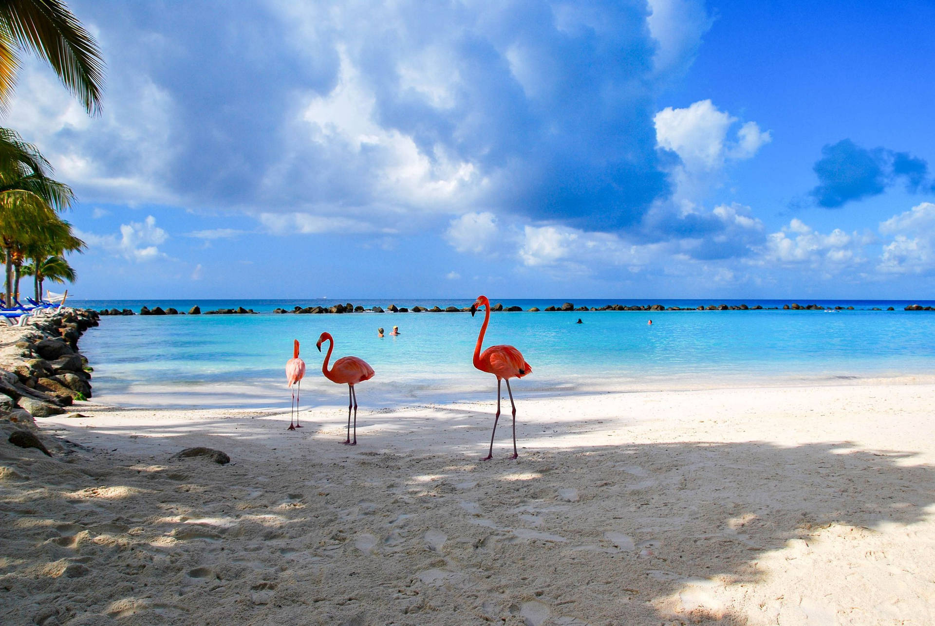 Aruba Private Wildlife Beach Background