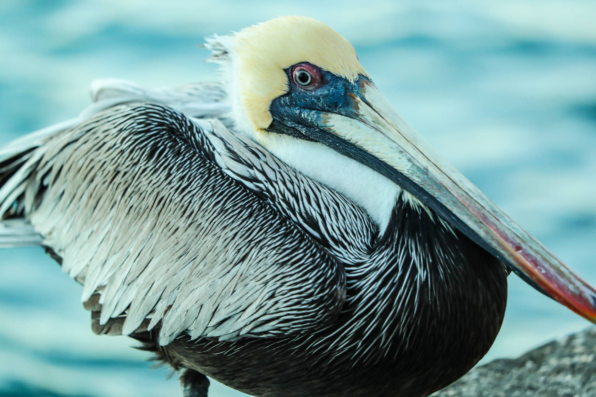 Aruba White Pelican