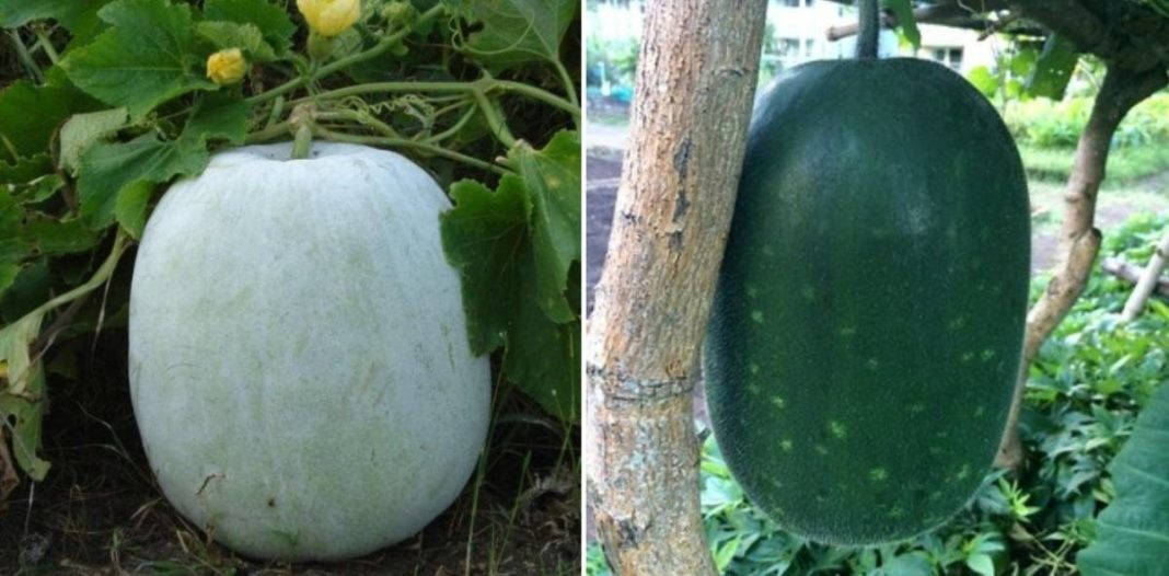 Ash Gourd And Wax Gourd Varieties