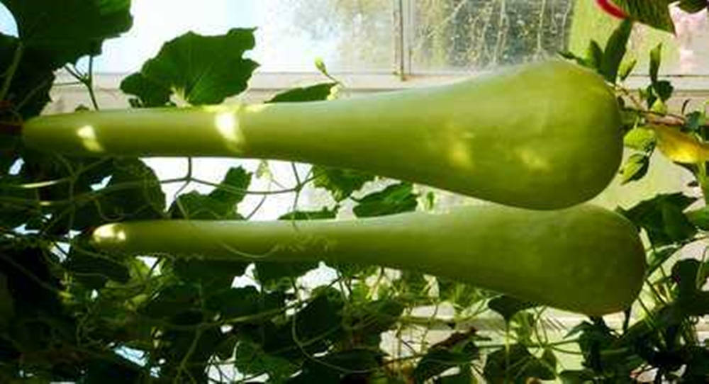 Ash Gourd Giant Bottle Gourd Variety Background