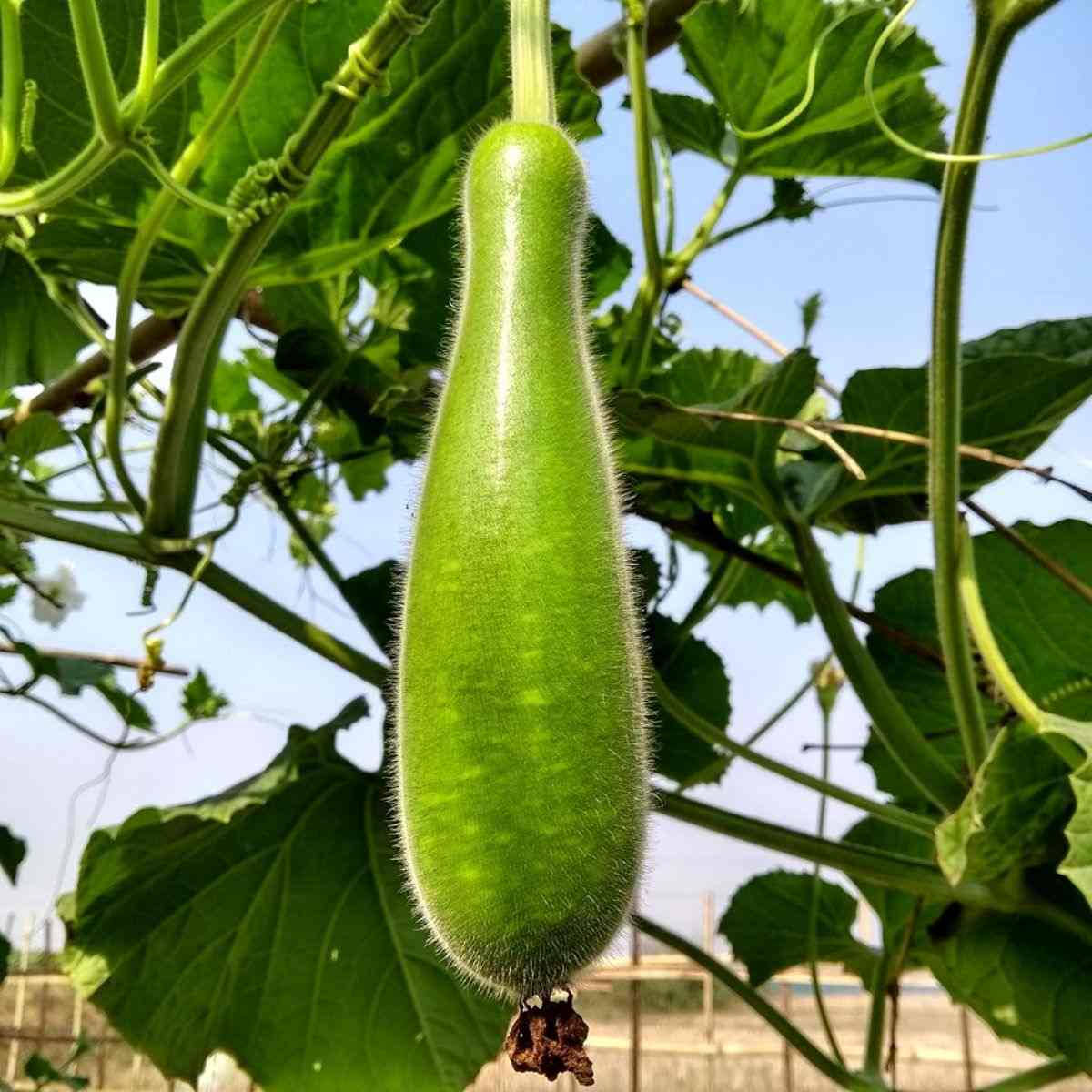 Ash Gourd Hanging By A Vine Background