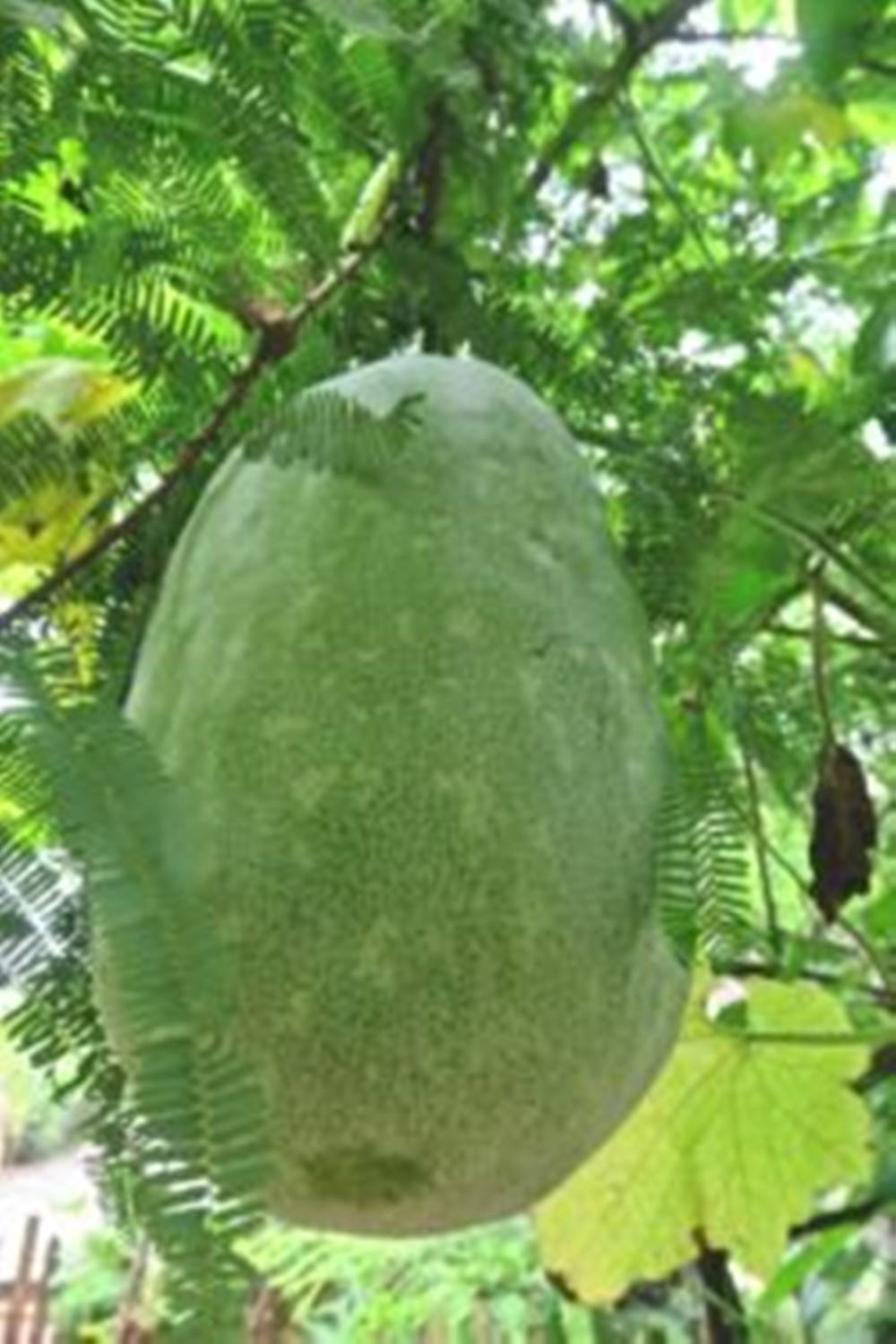 Ash Gourd Huge Green Vegetable