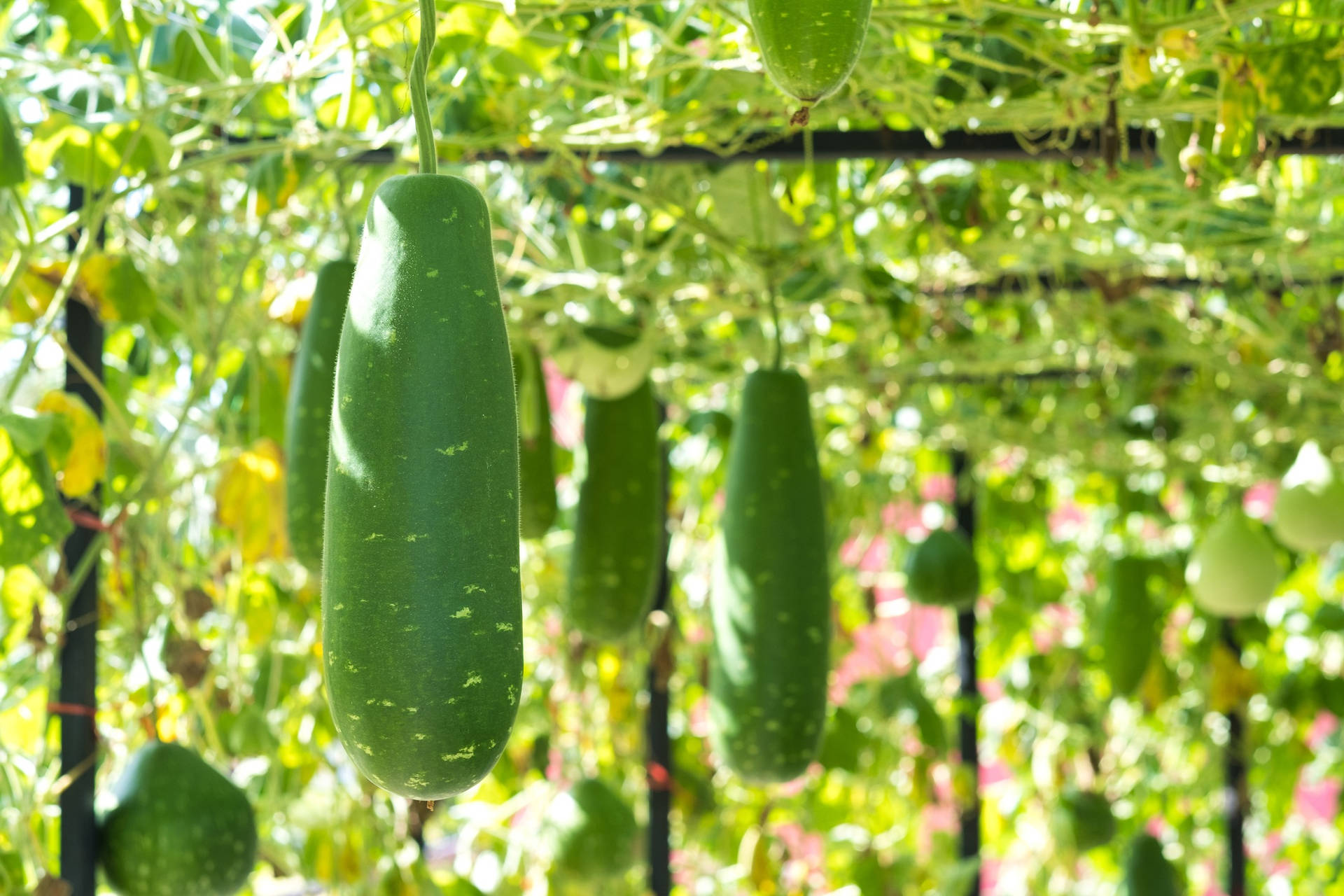 Ash Gourd Vegetable Garden Vines