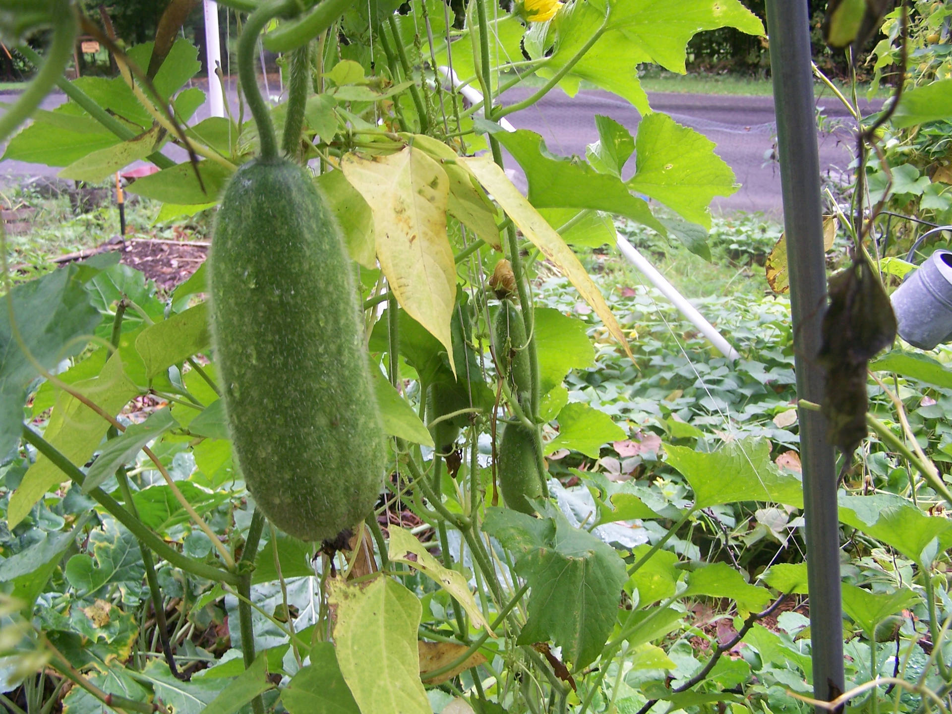 Ash Gourd Vegetable Plant Stalk Background