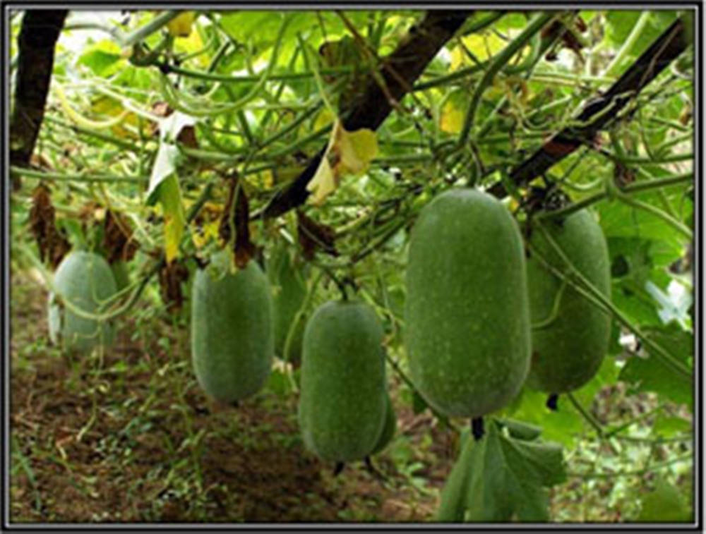 Ash Gourd Vegetables Hanging On Vines