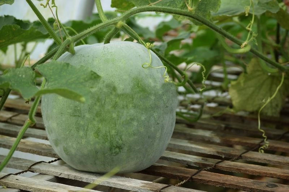 Ash Gourd Vining Vegetable Plant Background