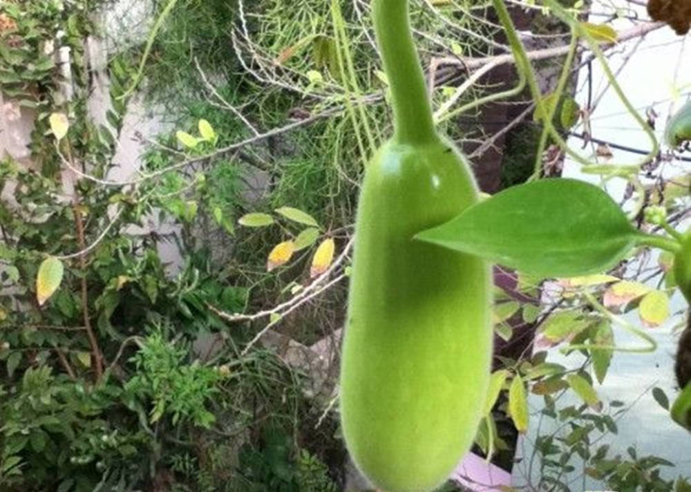 Ash Gourd Young Vegetable On Vine