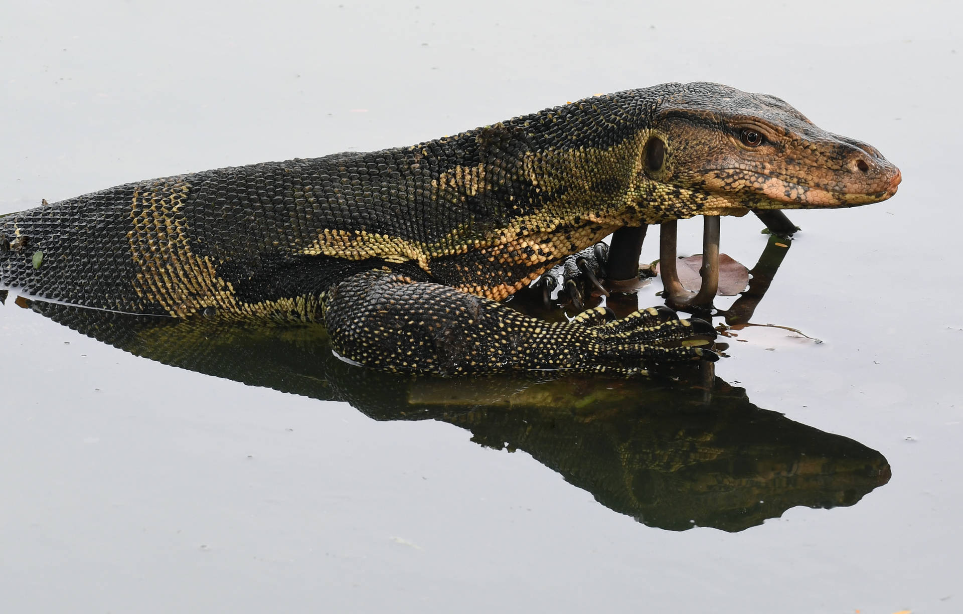 Asian Monitor Lizard In Freshwater Background