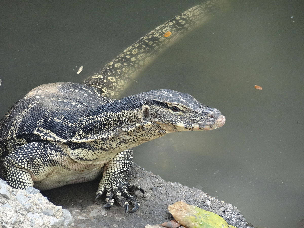 Asian Monitor Lizard Perched Atop Rock