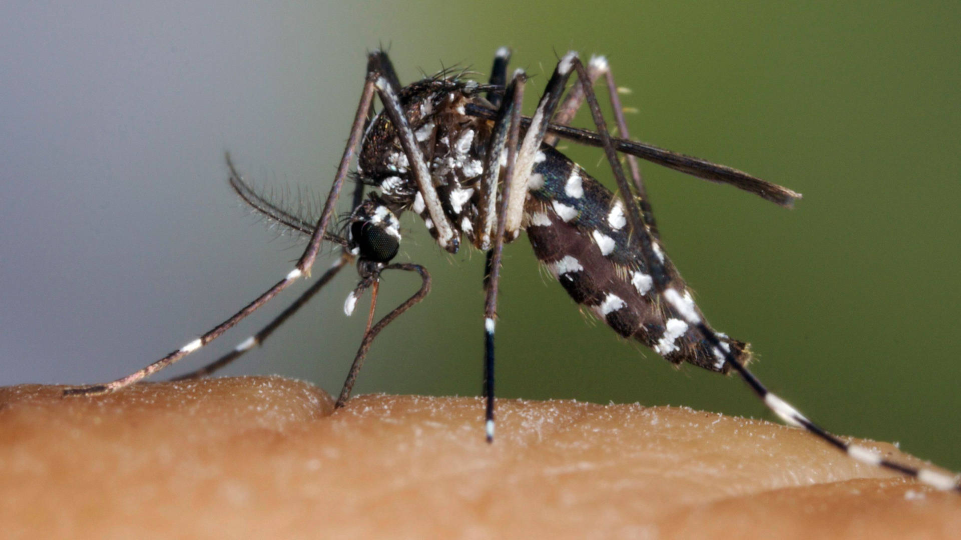 Asian Tiger Mosquito Background