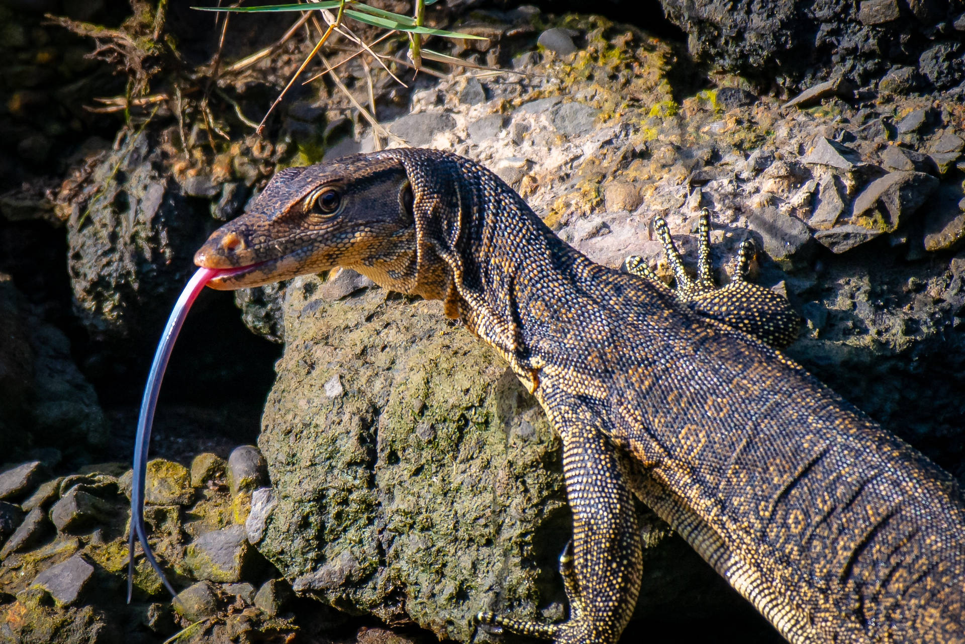 Asian Water Monitor Lizard Beside Beach Rocks