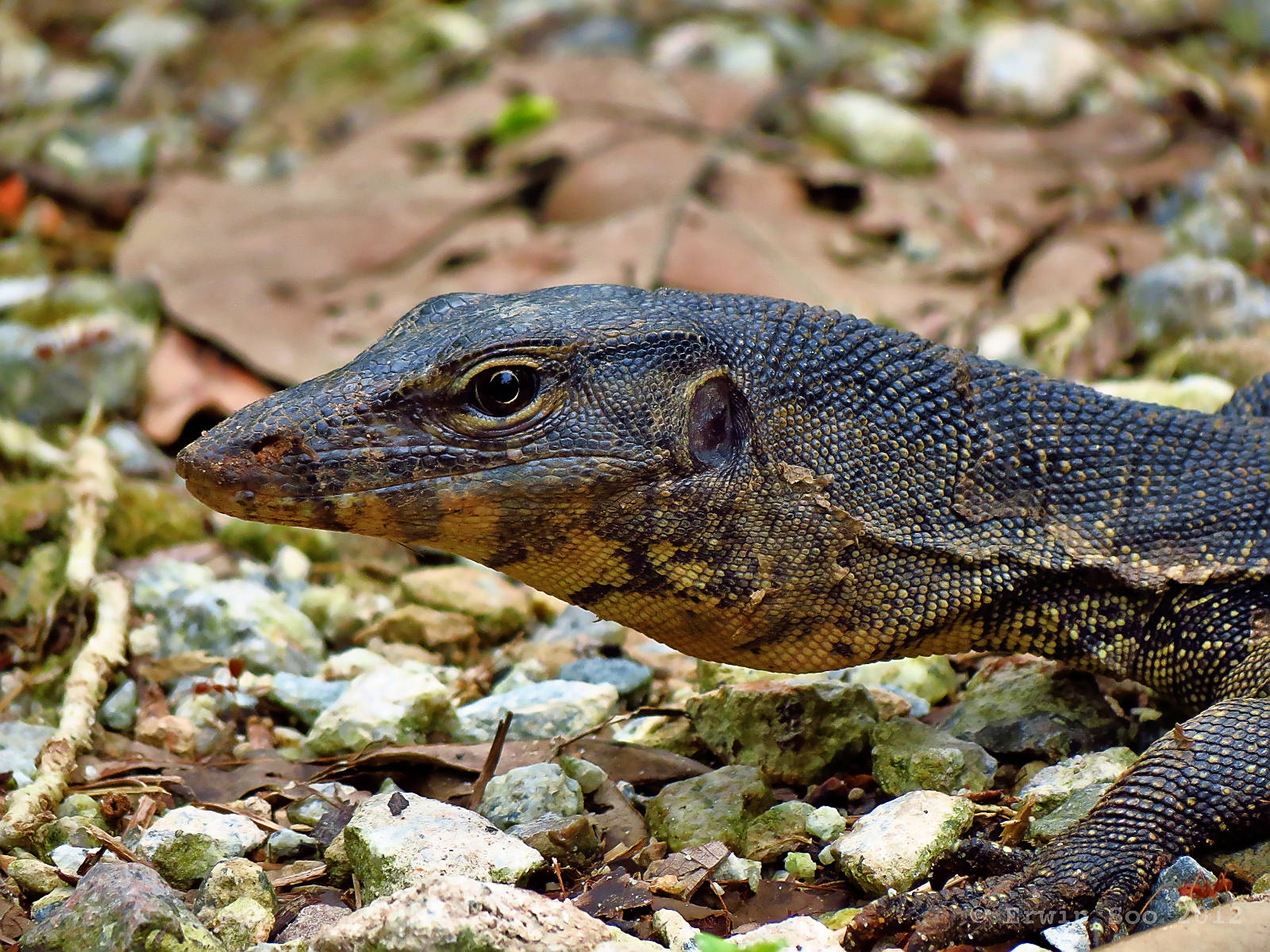 Asian Water Monitor Lizard Head Background