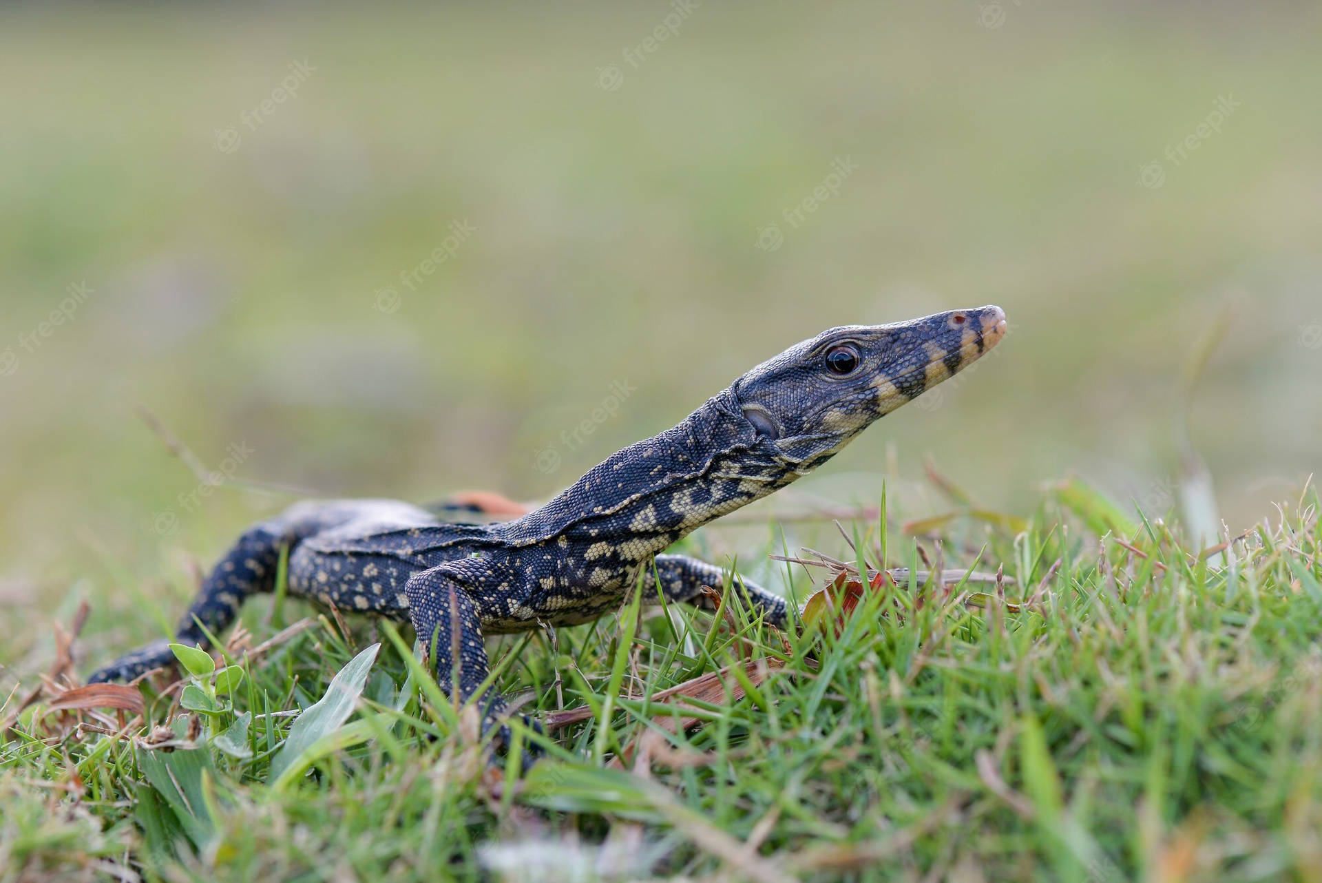 Asian Water Monitor Lizard In Grass Background