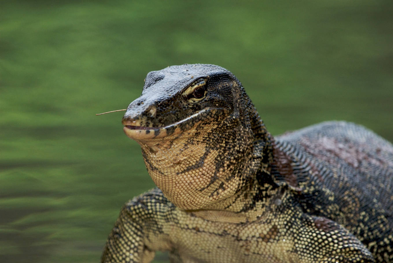 Asian Water Monitor Lizard In Water Background