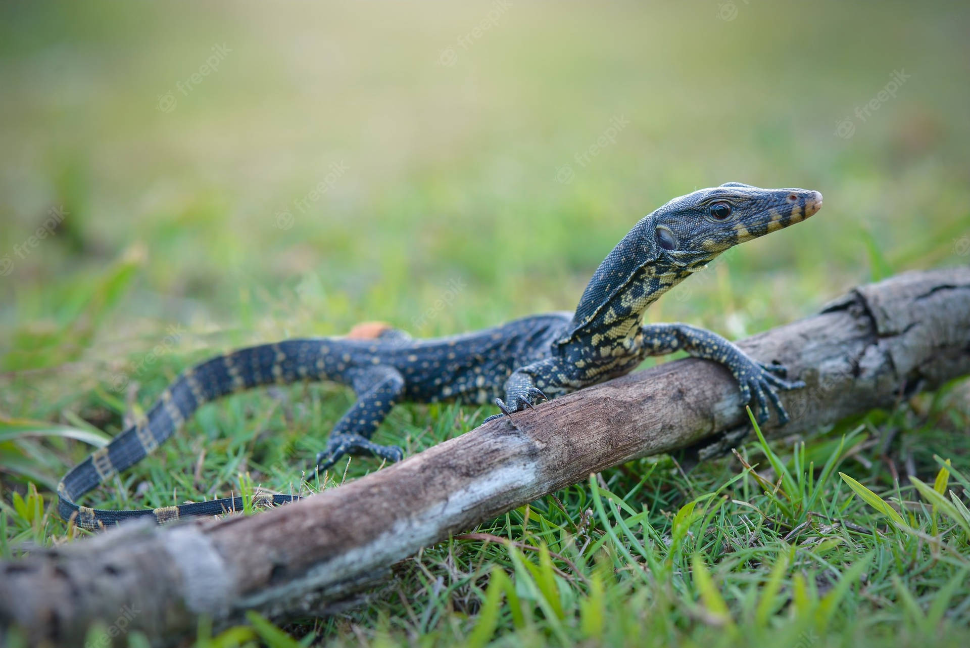 Asian Water Monitor Lizard On A Stick Background