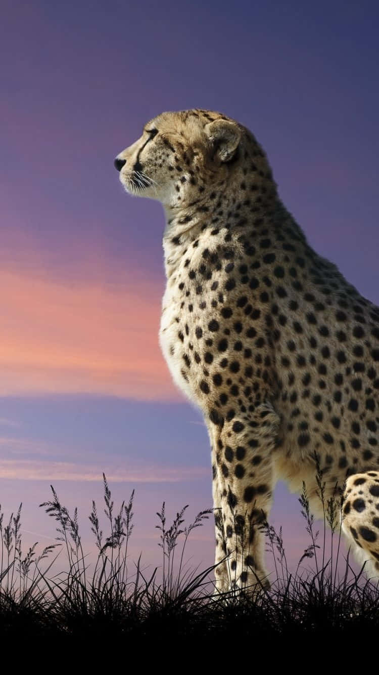 Asiatic Cheetah Iphone Majestic Sit Background