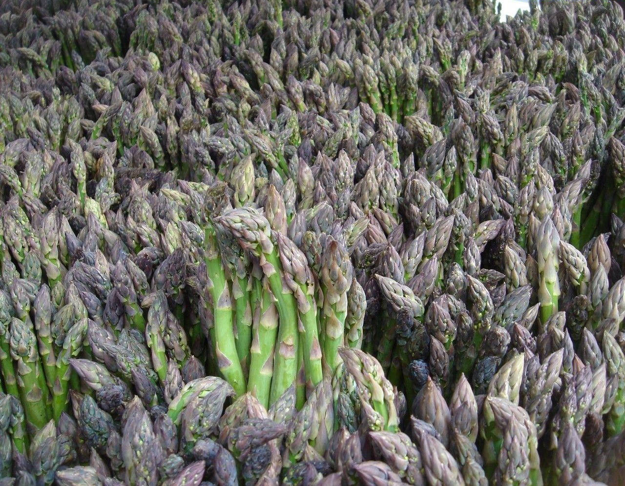 Asparagus Vegetables With Grey Leaves Background