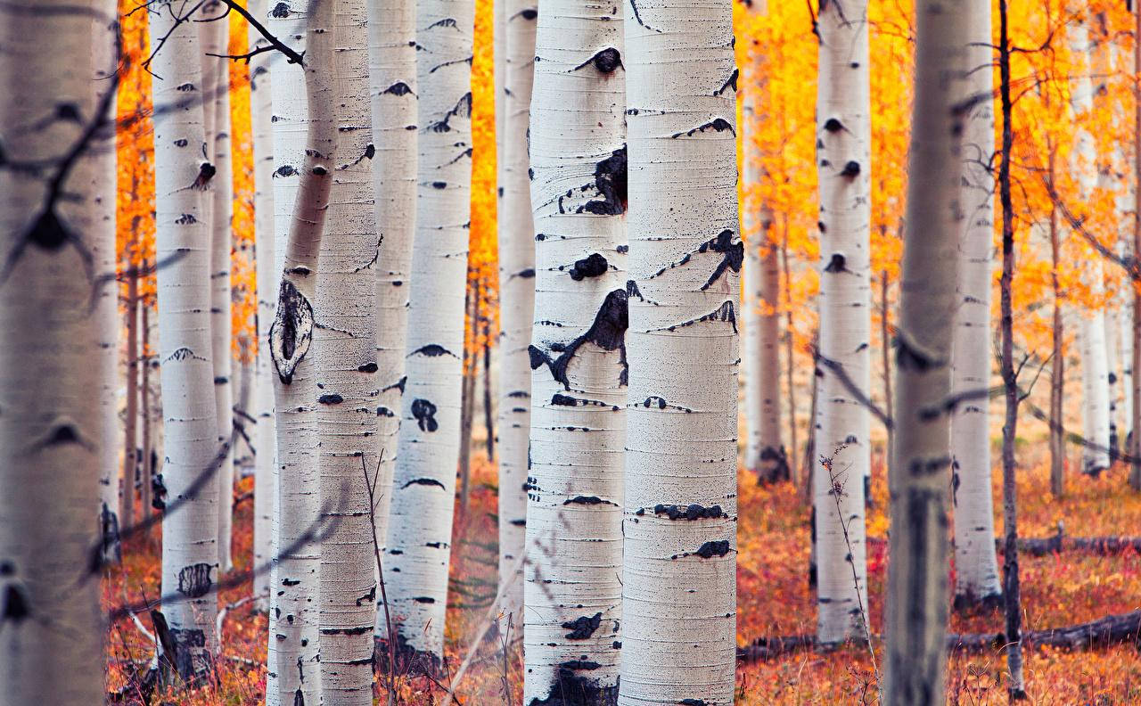 Aspen Birch Tree Colorado Forest Background