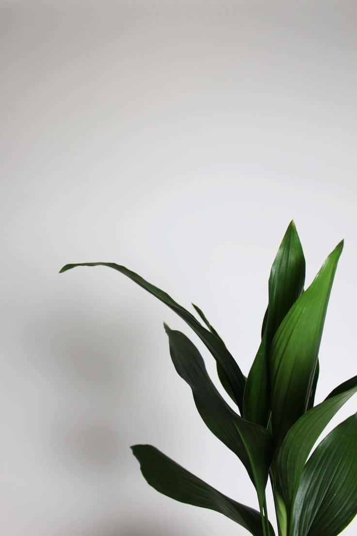 Aspidistra Elatior Green Plant Aesthetic