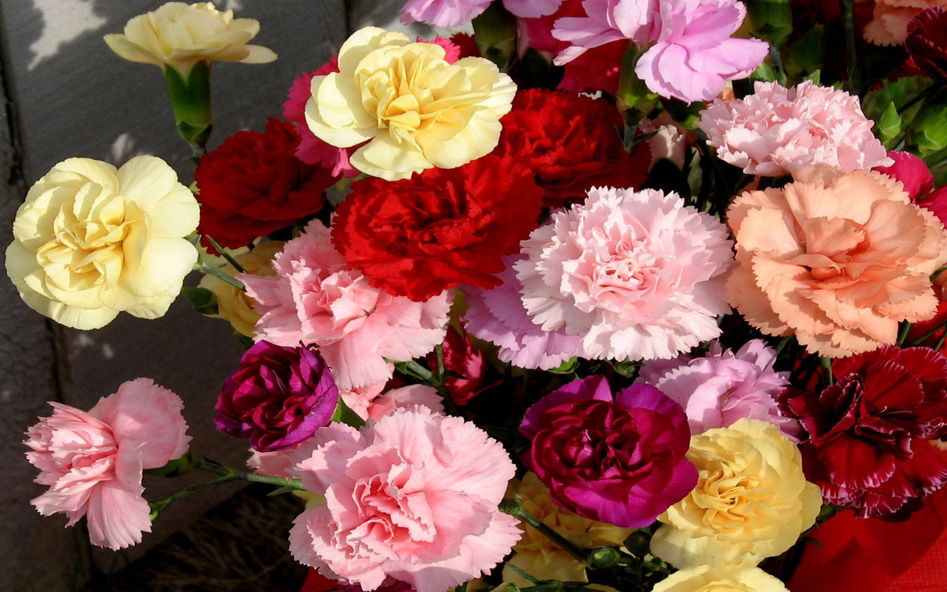 Assorted Carnation Flowers Background
