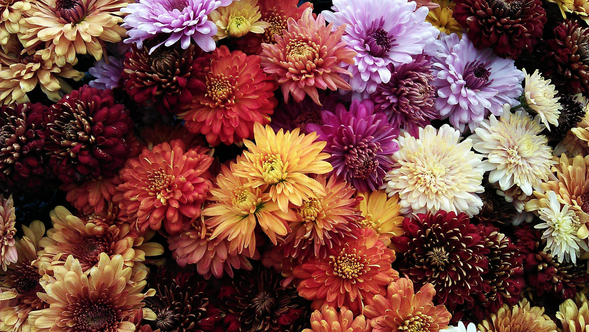 Assorted Chrysanthemum Flowers Background Background