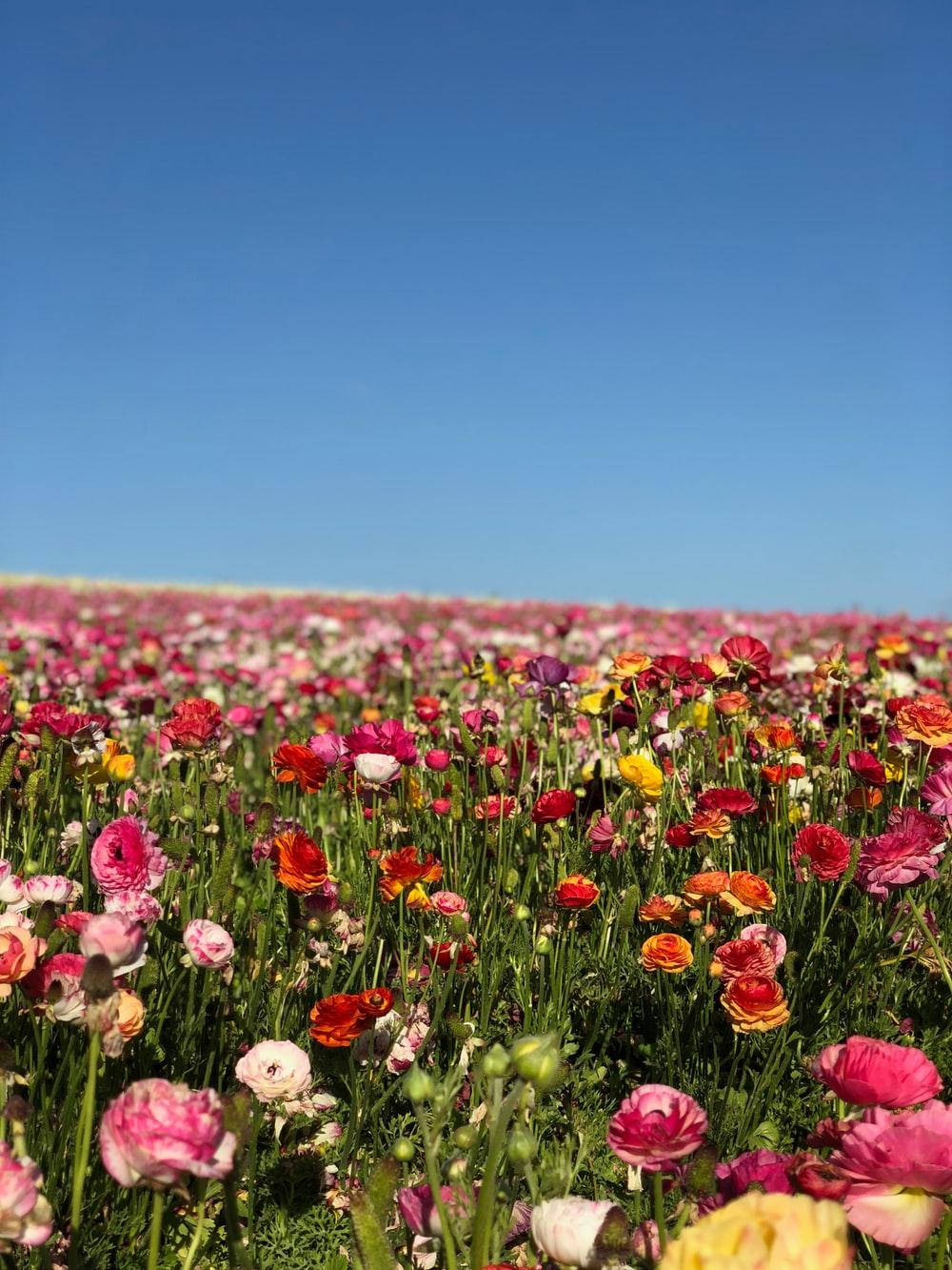 Assorted Colorful Flower Field Background