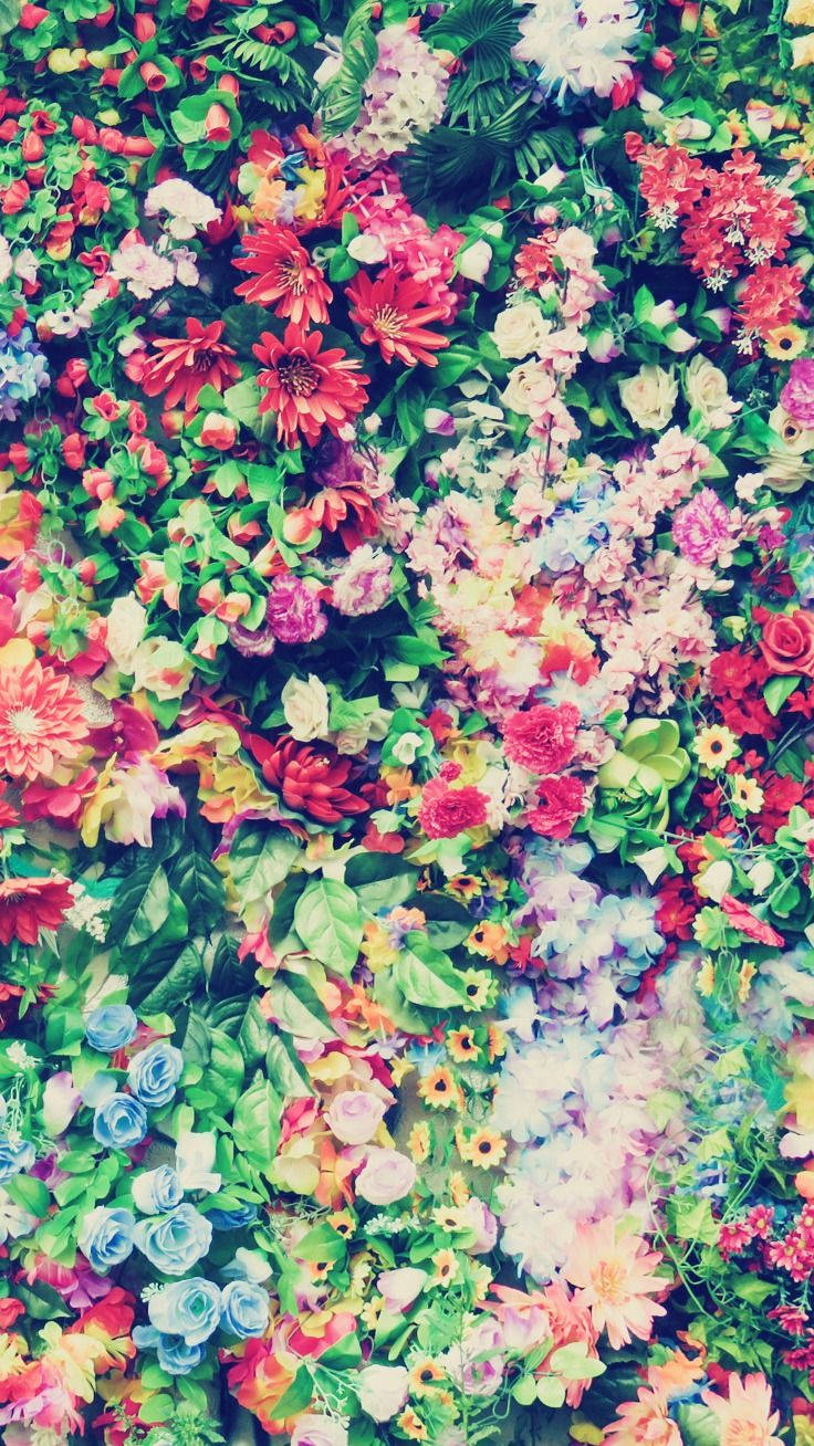 Assorted Colourful Flowers Floral Iphone Background