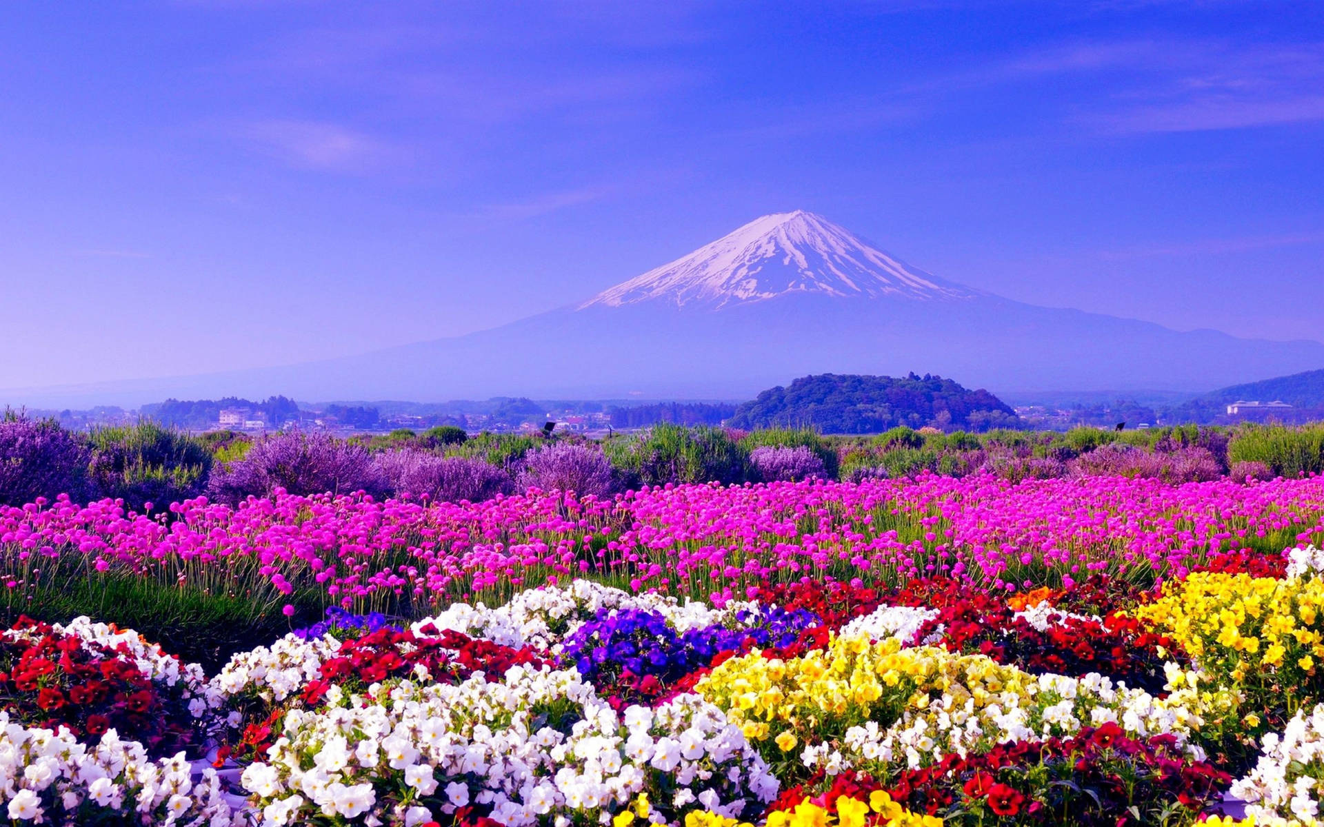 Assorted Flowers And Mount Fuji Background