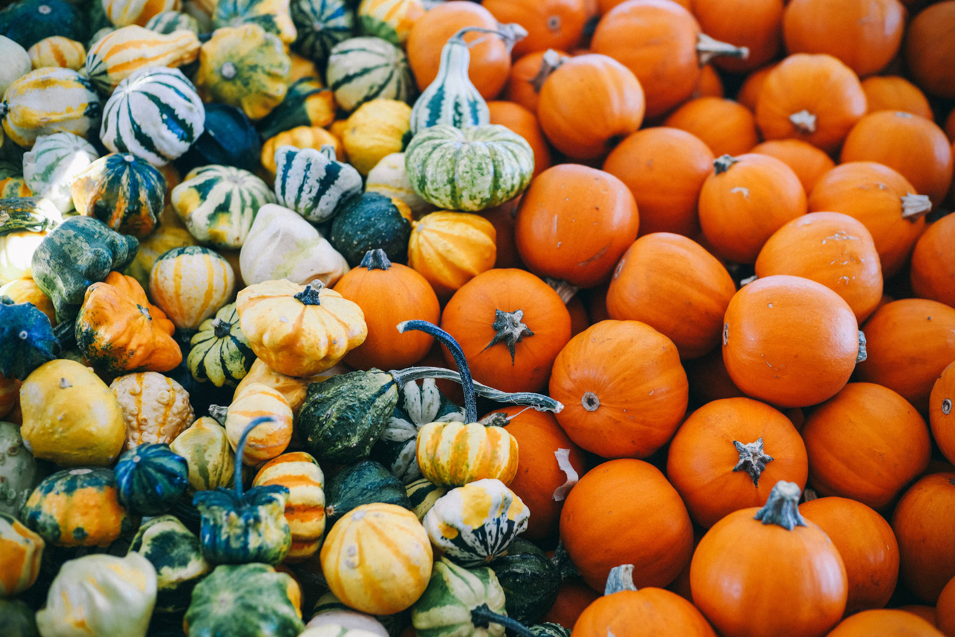 Assorted Newly Harvested Pumpkins Background