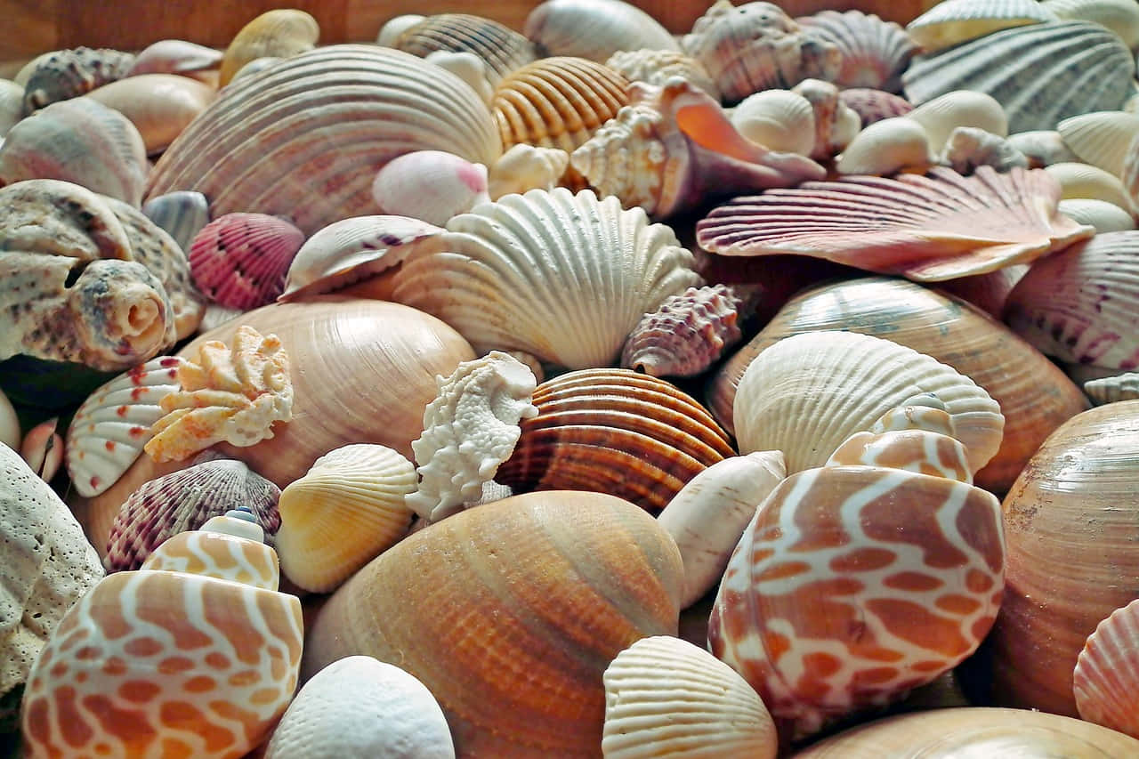 Assorted Seashells With Nice Patterns