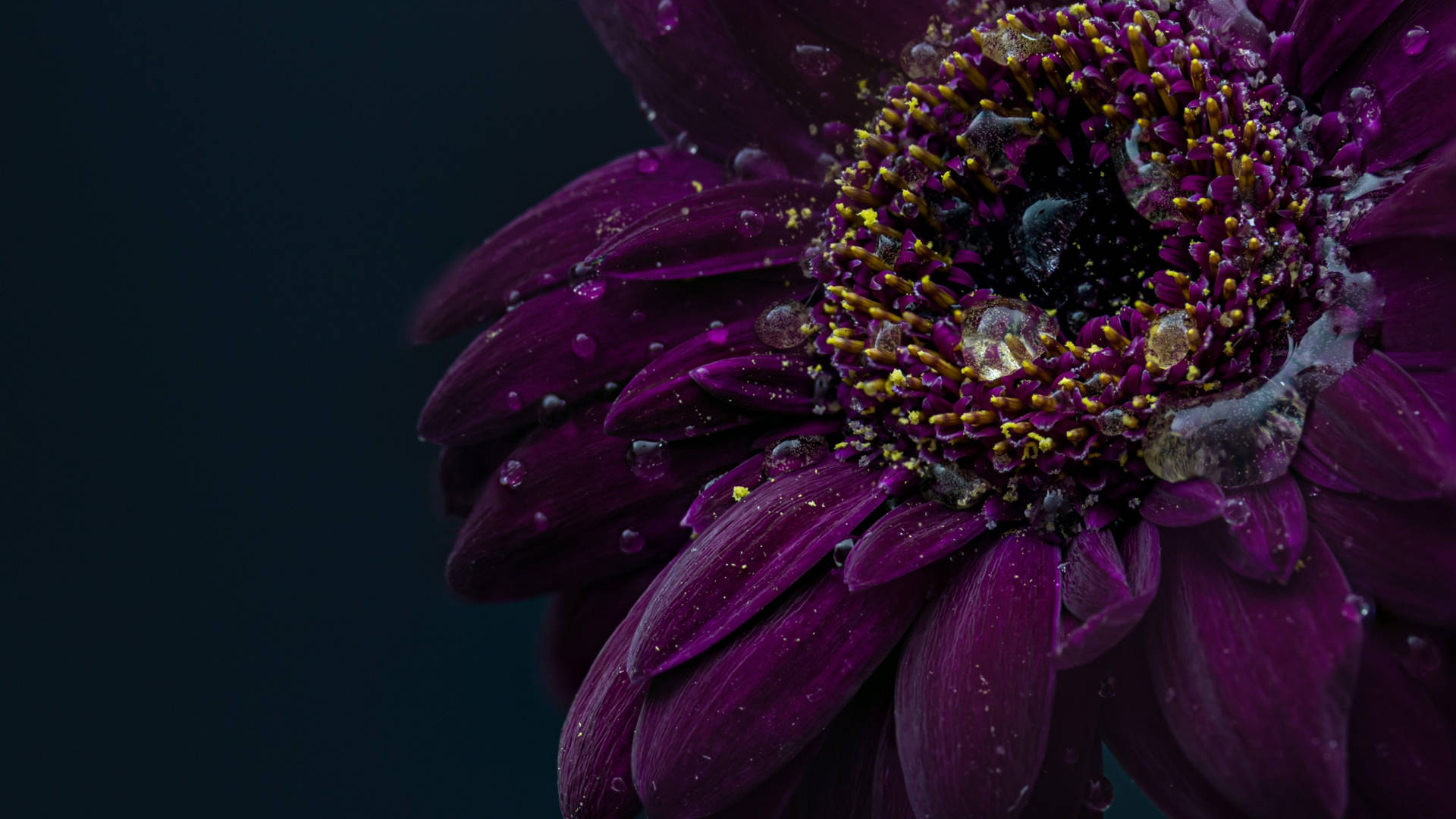 Aster Purple Flower Background