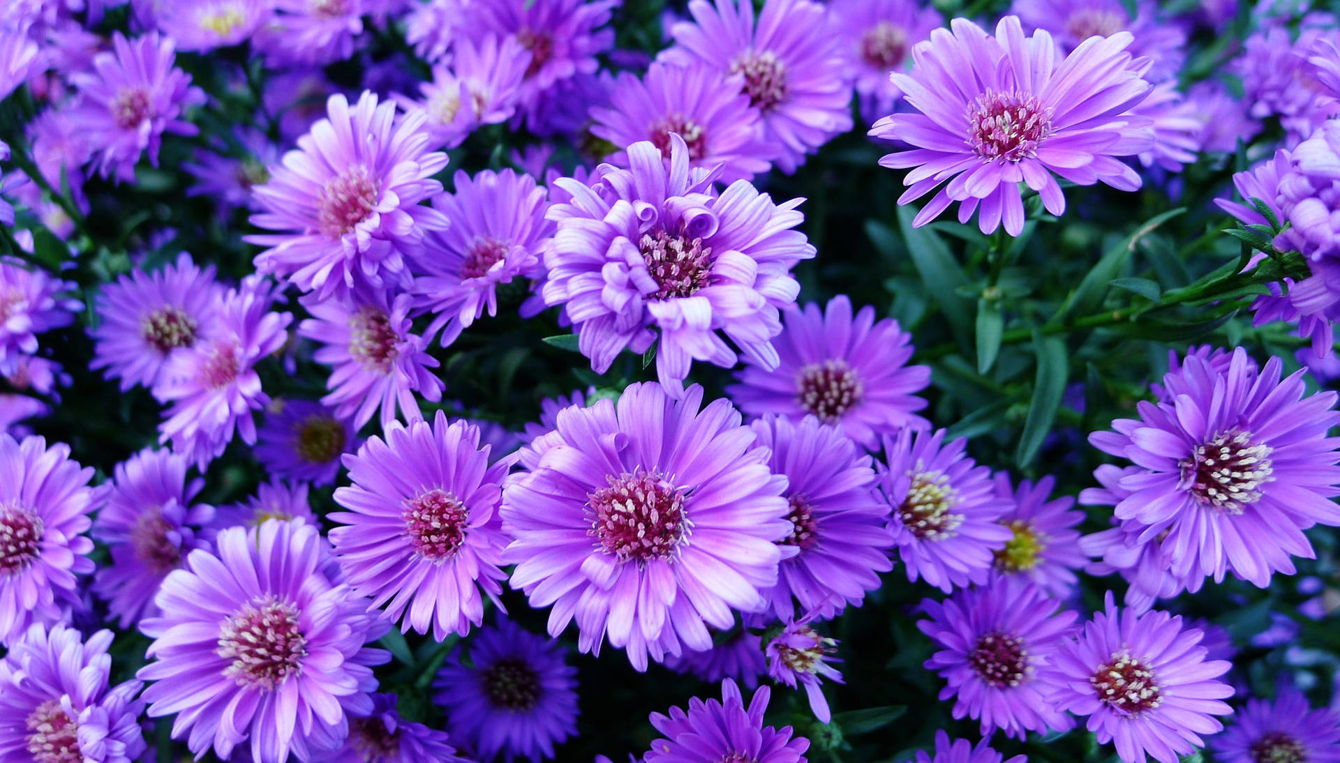 Aster Purple Flowers Summer Field