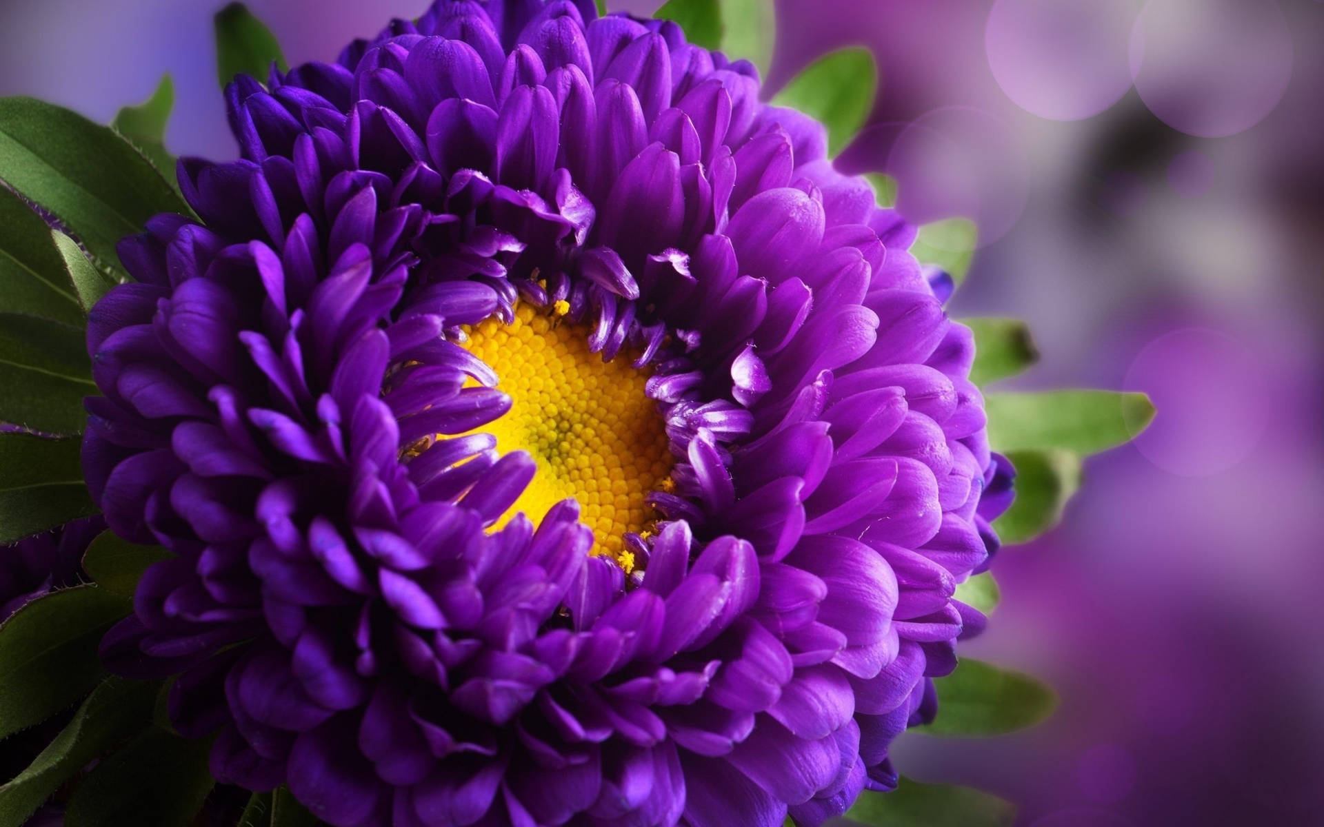 Aster Yellow Florets Purple Flowers Background