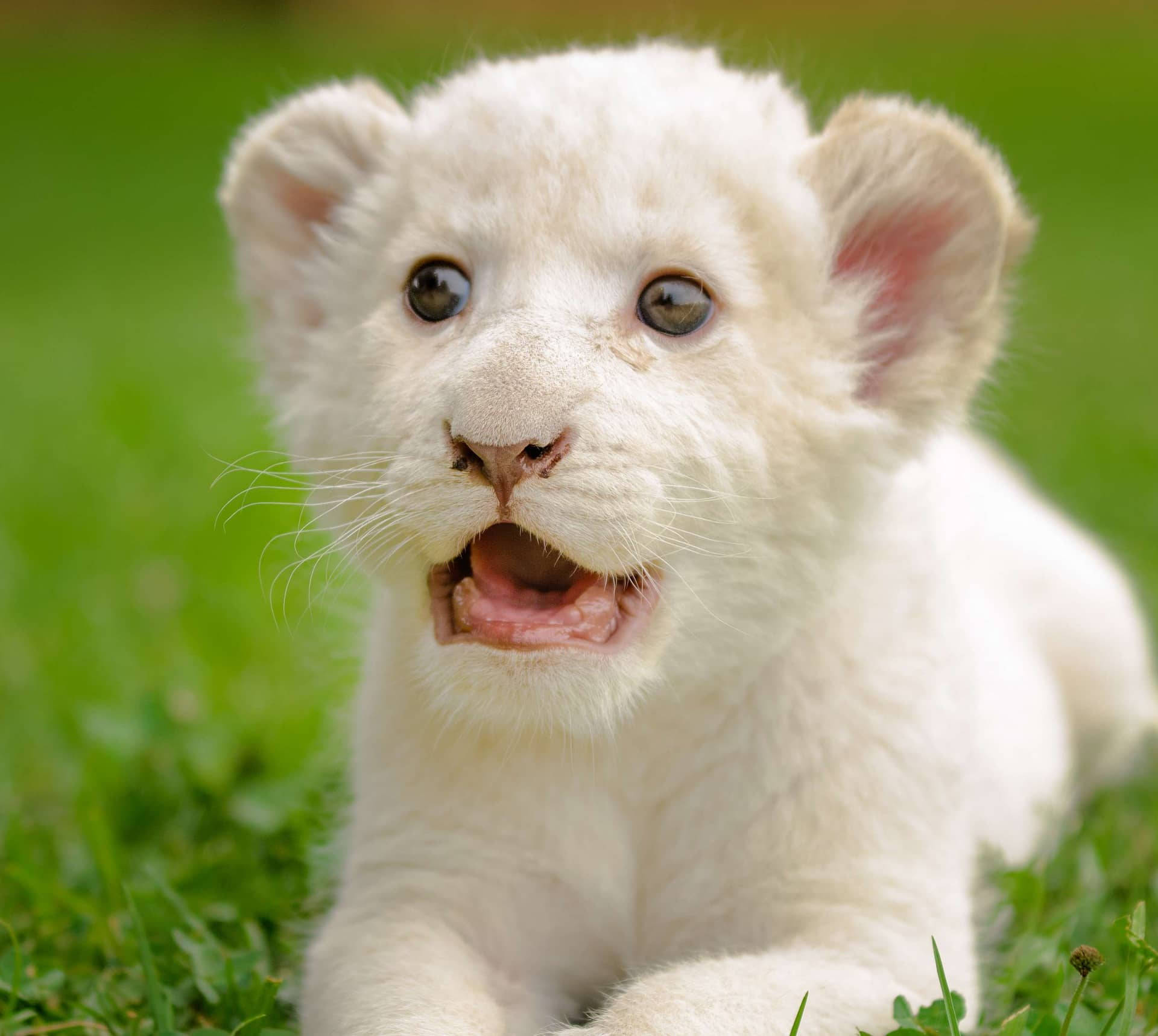 Astonished Baby White Lion In A Mesmerizing Close-up Shot Background