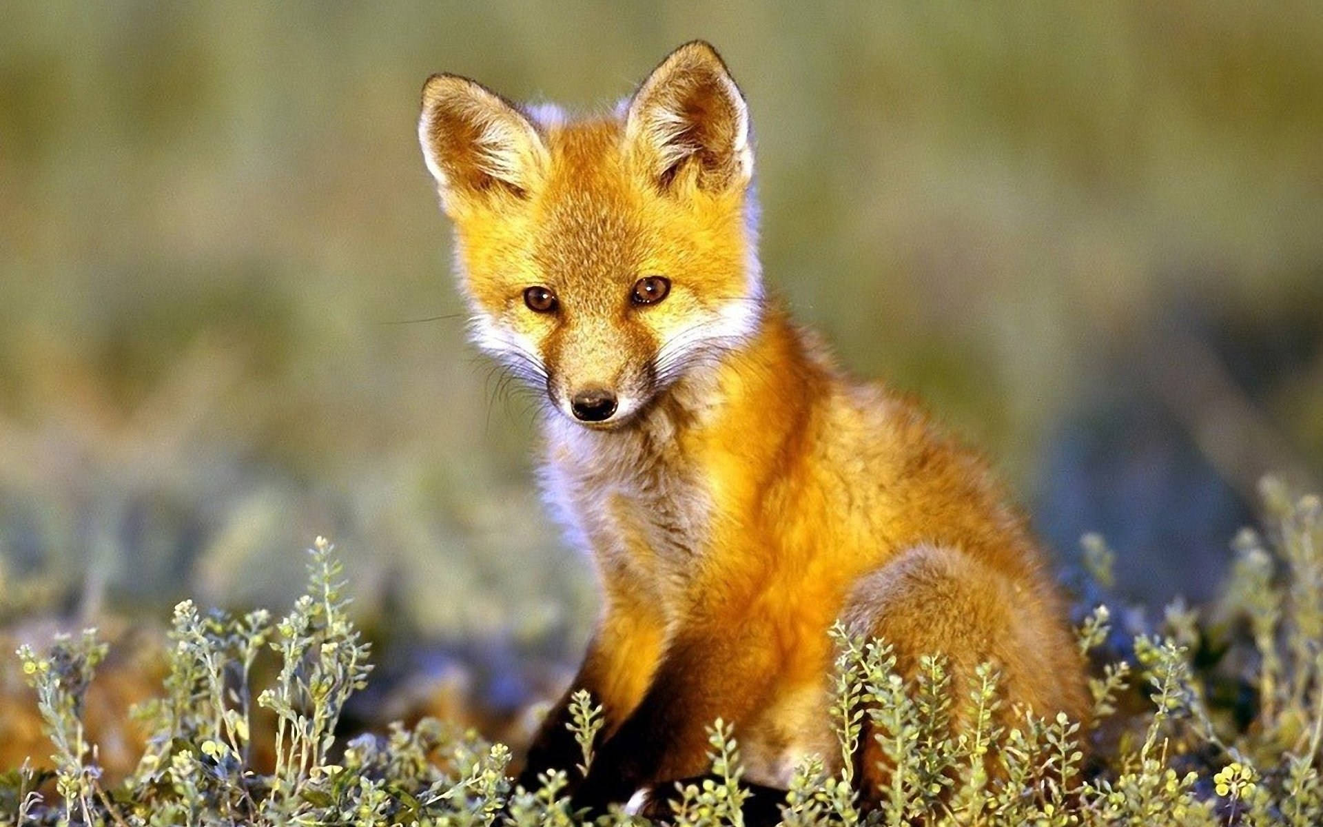 Astonishing Baby Fox Background